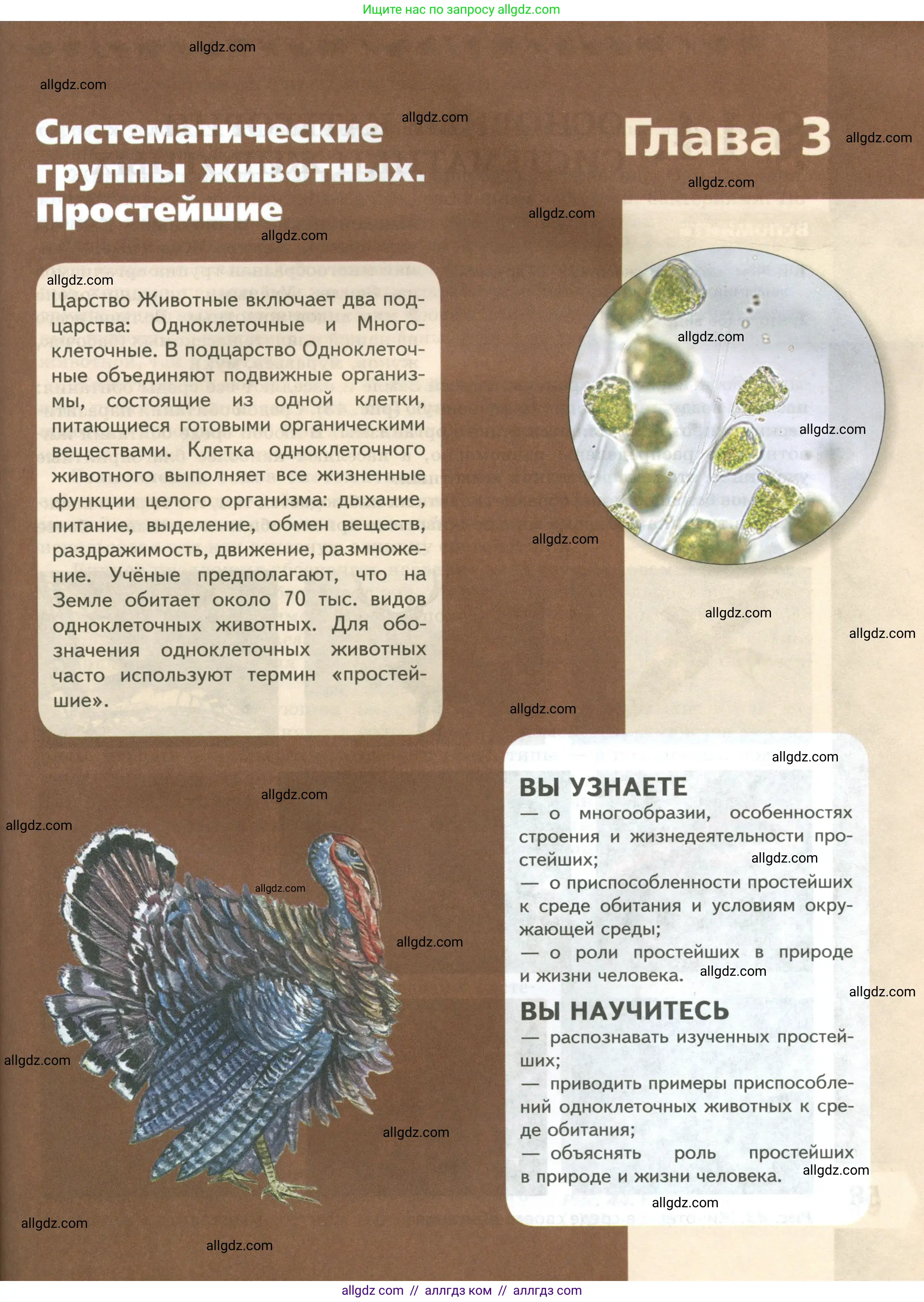Биология, 8 класс Учебник, авторы: Пасечник Владимир Васильевич, Суматохин Сергей Витальевич, Гапонюк Зоя Георгиевна, издательство Просвещение, Москва, 2023, белого цвета, страница 57