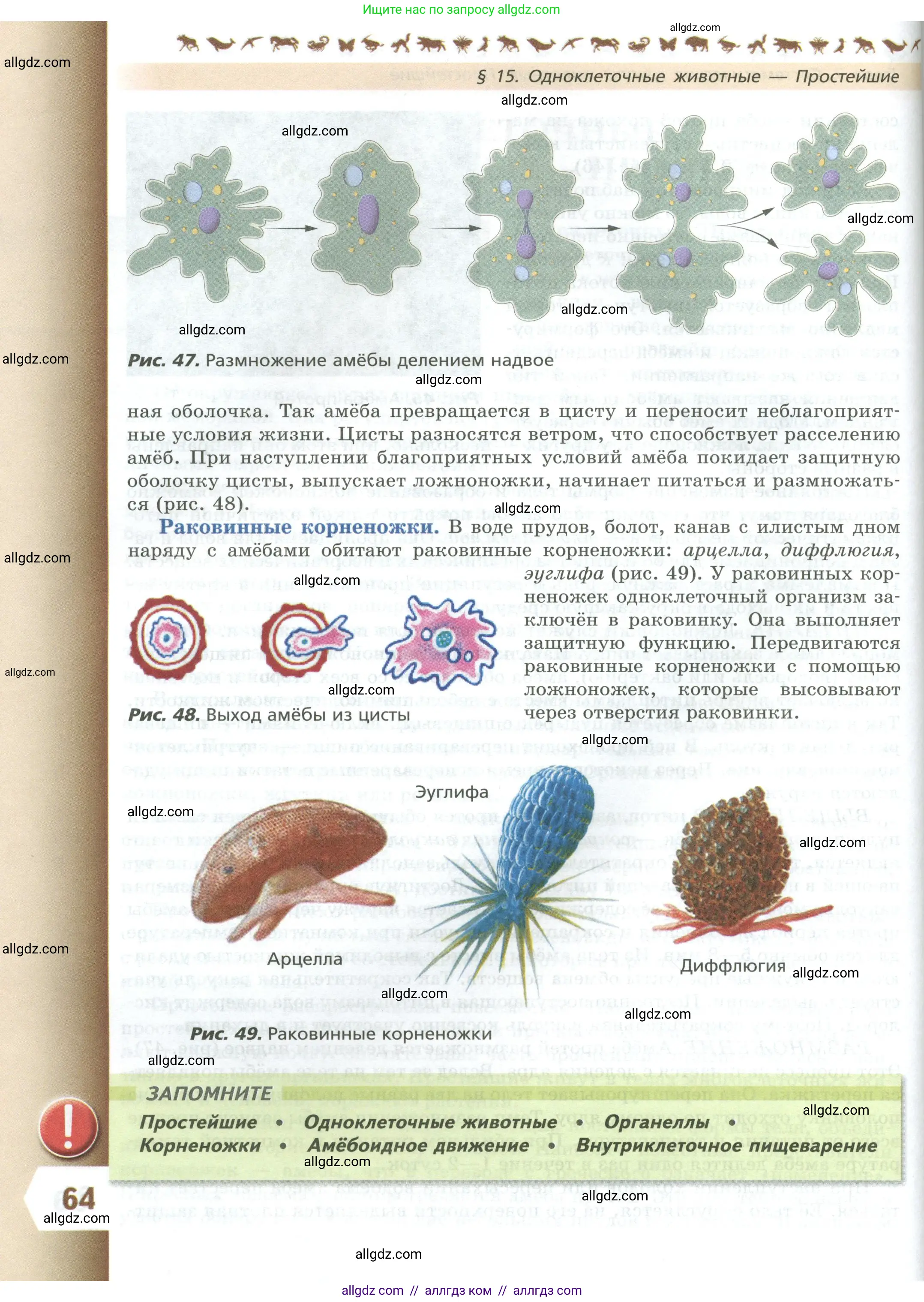 Биология, 8 класс Учебник, авторы: Пасечник Владимир Васильевич, Суматохин Сергей Витальевич, Гапонюк Зоя Георгиевна, издательство Просвещение, Москва, 2023, белого цвета, страница 64