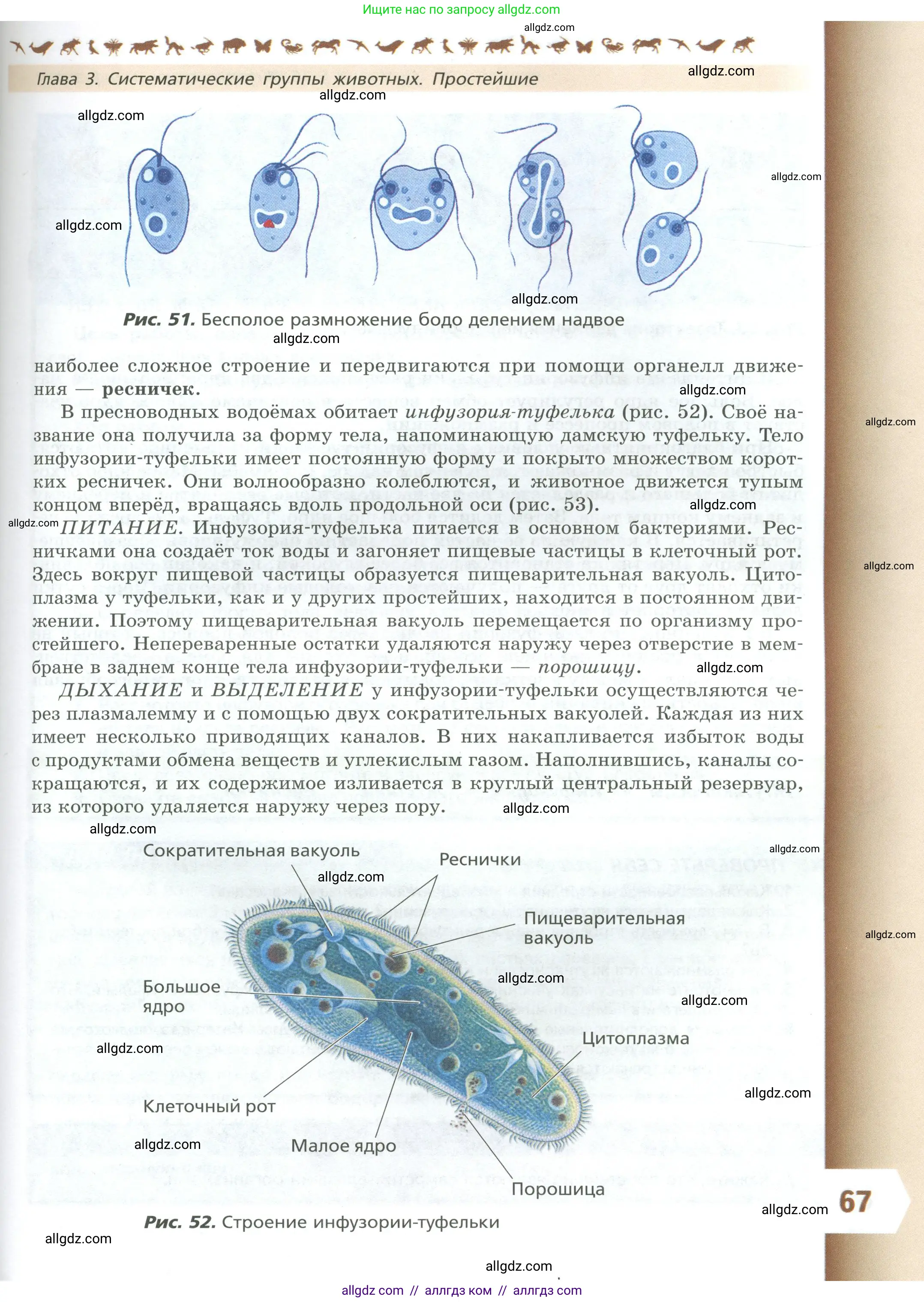 Биология, 8 класс Учебник, авторы: Пасечник Владимир Васильевич, Суматохин Сергей Витальевич, Гапонюк Зоя Георгиевна, издательство Просвещение, Москва, 2023, белого цвета, страница 67