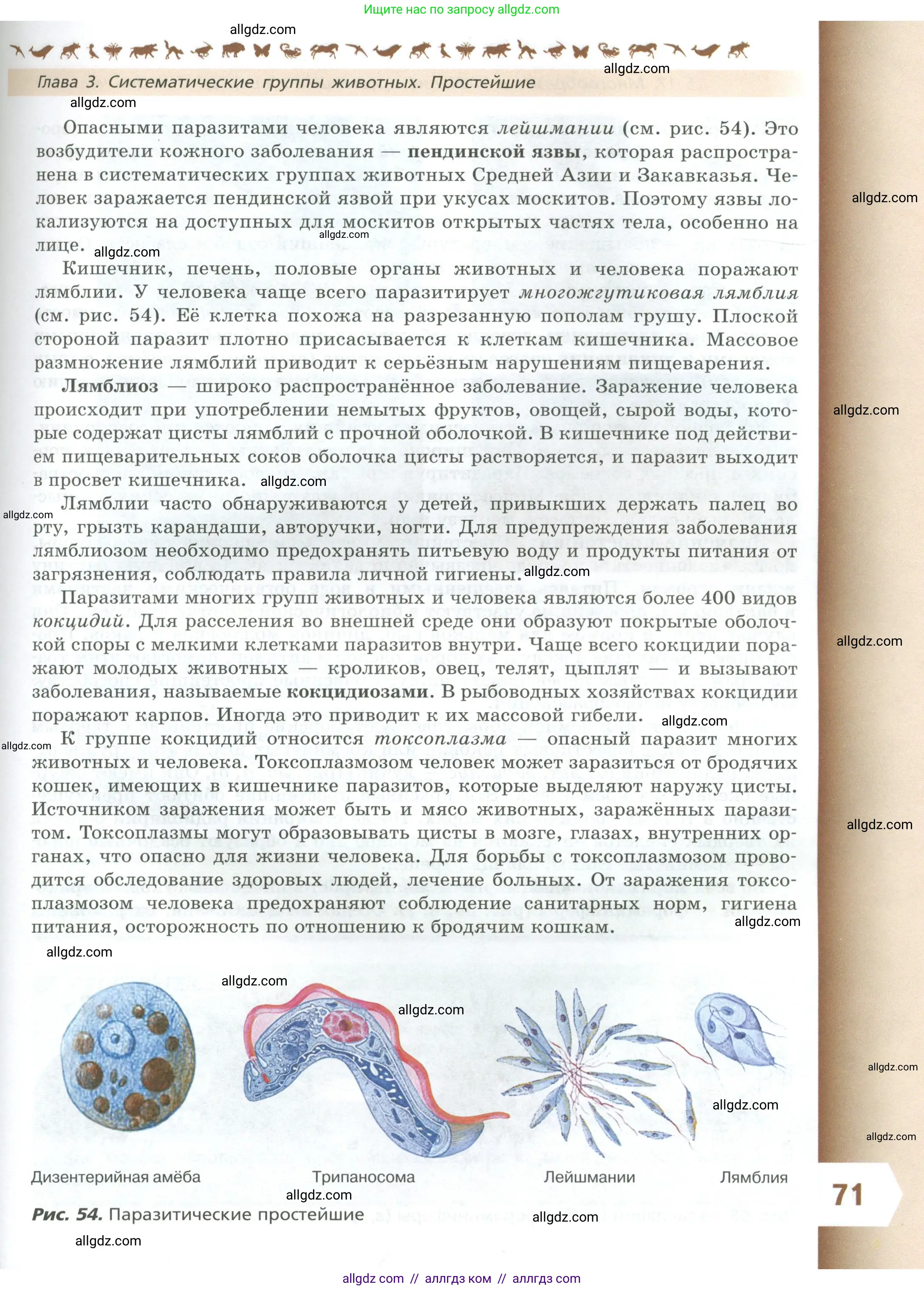 Биология, 8 класс Учебник, авторы: Пасечник Владимир Васильевич, Суматохин Сергей Витальевич, Гапонюк Зоя Георгиевна, издательство Просвещение, Москва, 2023, белого цвета, страница 71