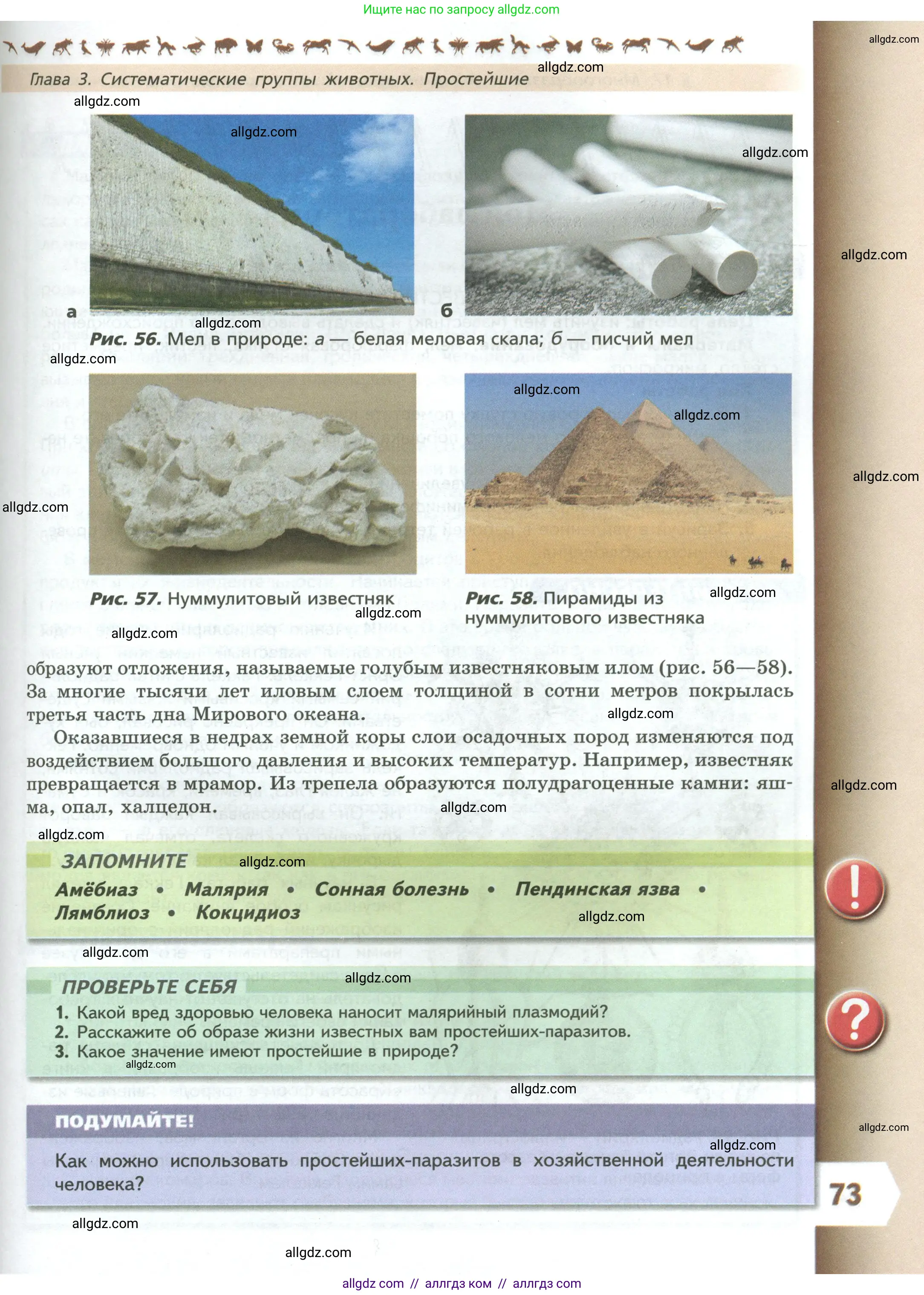 Биология, 8 класс Учебник, авторы: Пасечник Владимир Васильевич, Суматохин Сергей Витальевич, Гапонюк Зоя Георгиевна, издательство Просвещение, Москва, 2023, белого цвета, страница 73