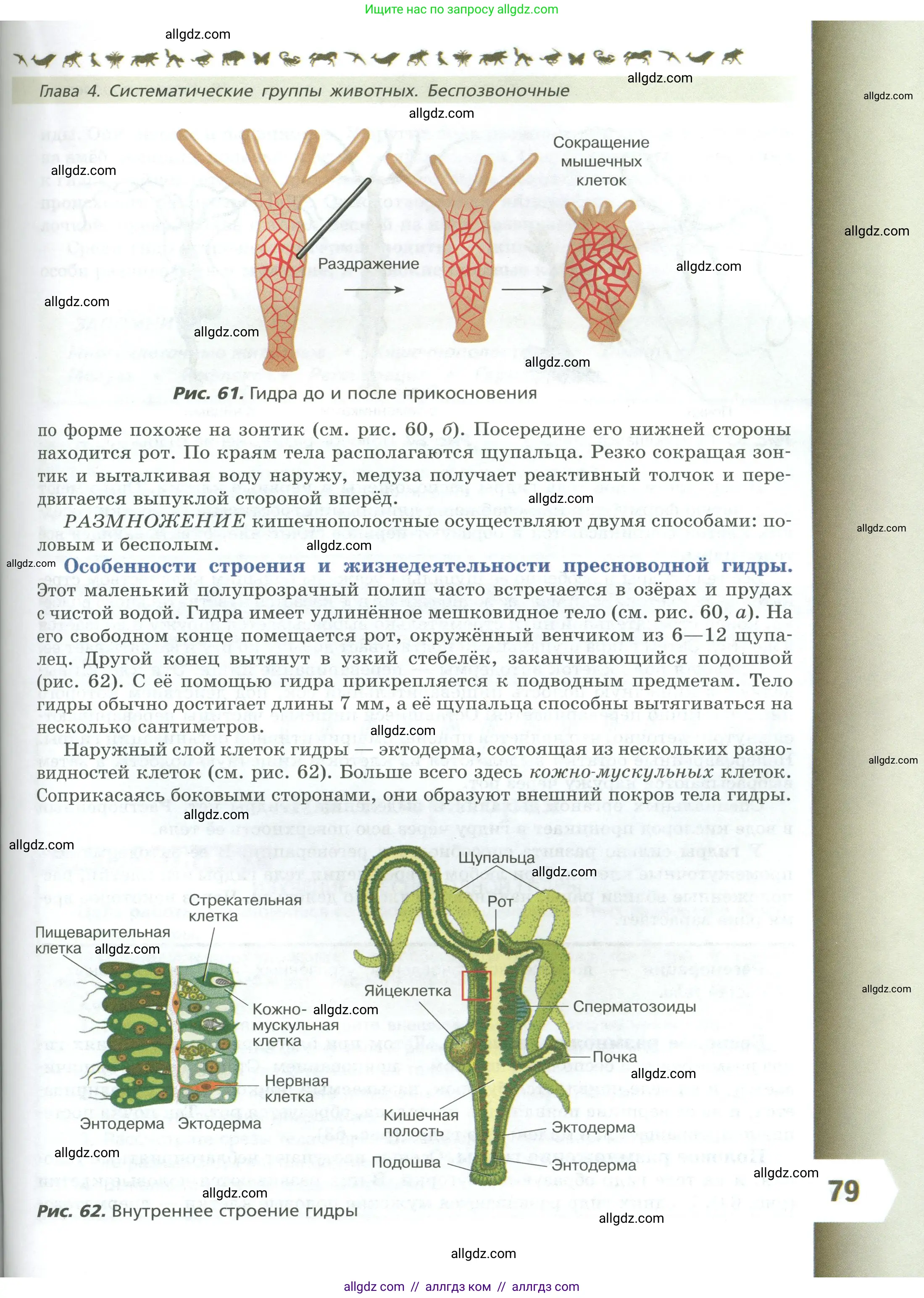 Биология, 8 класс Учебник, авторы: Пасечник Владимир Васильевич, Суматохин Сергей Витальевич, Гапонюк Зоя Георгиевна, издательство Просвещение, Москва, 2023, белого цвета, страница 79