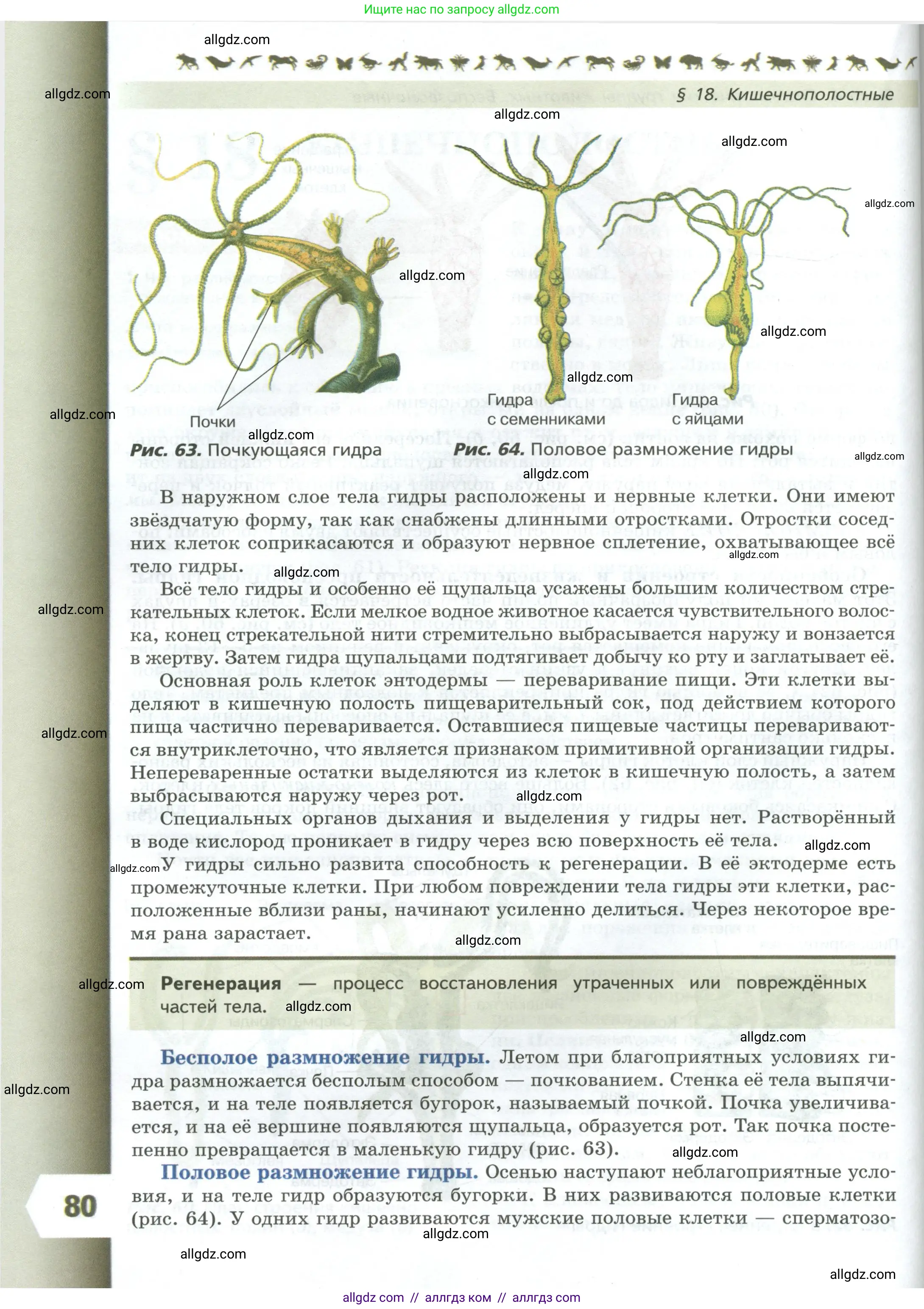 Биология, 8 класс Учебник, авторы: Пасечник Владимир Васильевич, Суматохин Сергей Витальевич, Гапонюк Зоя Георгиевна, издательство Просвещение, Москва, 2023, белого цвета, страница 80