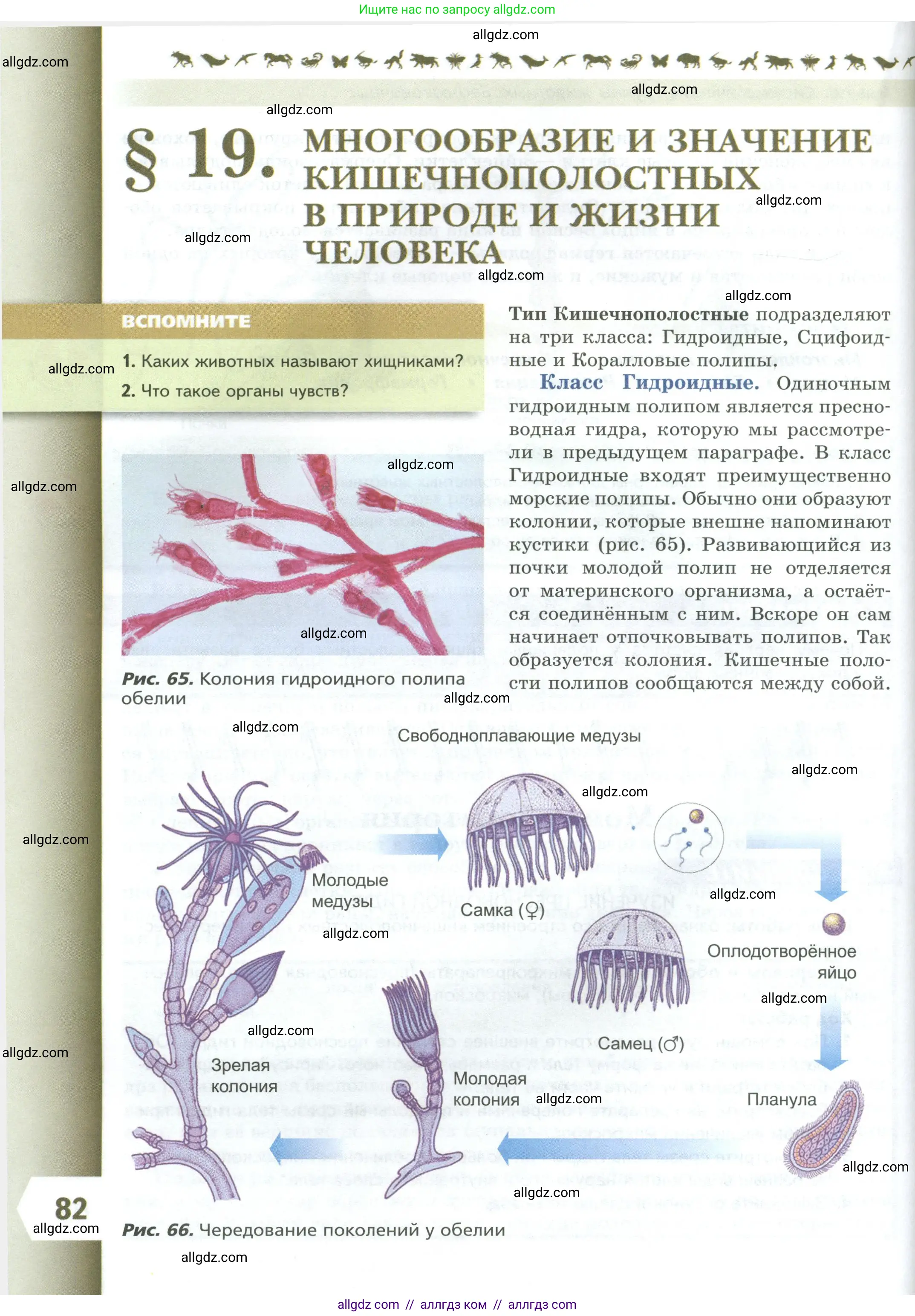 Биология, 8 класс Учебник, авторы: Пасечник Владимир Васильевич, Суматохин Сергей Витальевич, Гапонюк Зоя Георгиевна, издательство Просвещение, Москва, 2023, белого цвета, страница 82