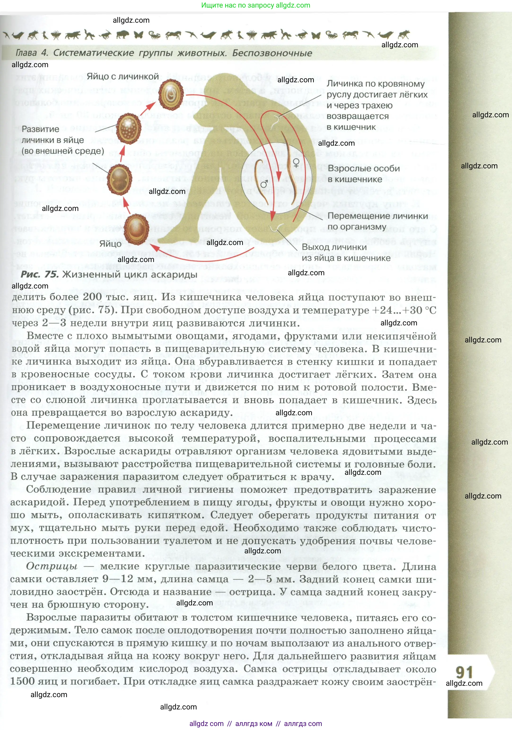 Биология, 8 класс Учебник, авторы: Пасечник Владимир Васильевич, Суматохин Сергей Витальевич, Гапонюк Зоя Георгиевна, издательство Просвещение, Москва, 2023, белого цвета, страница 91