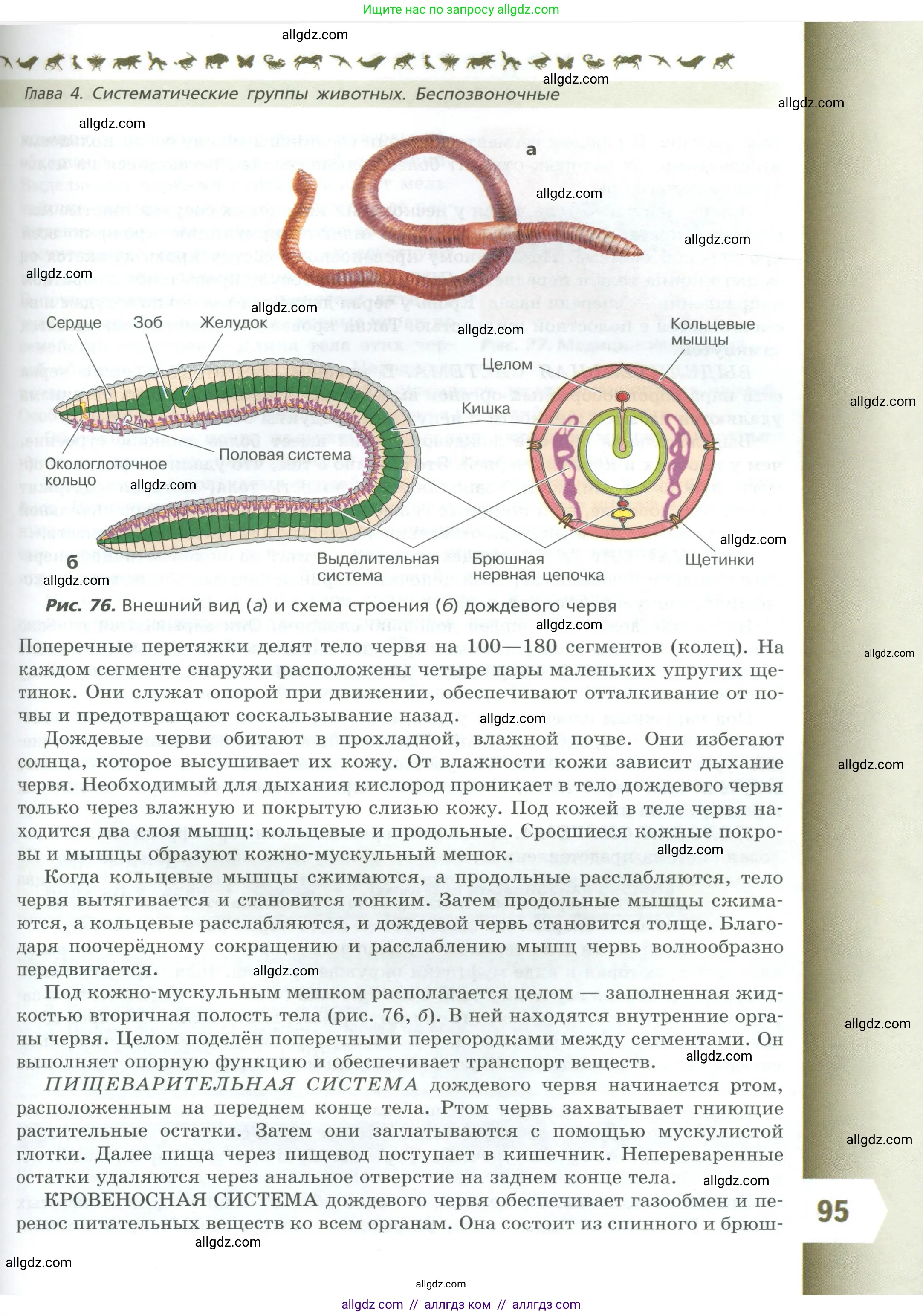 Биология, 8 класс Учебник, авторы: Пасечник Владимир Васильевич, Суматохин Сергей Витальевич, Гапонюк Зоя Георгиевна, издательство Просвещение, Москва, 2023, белого цвета, страница 95