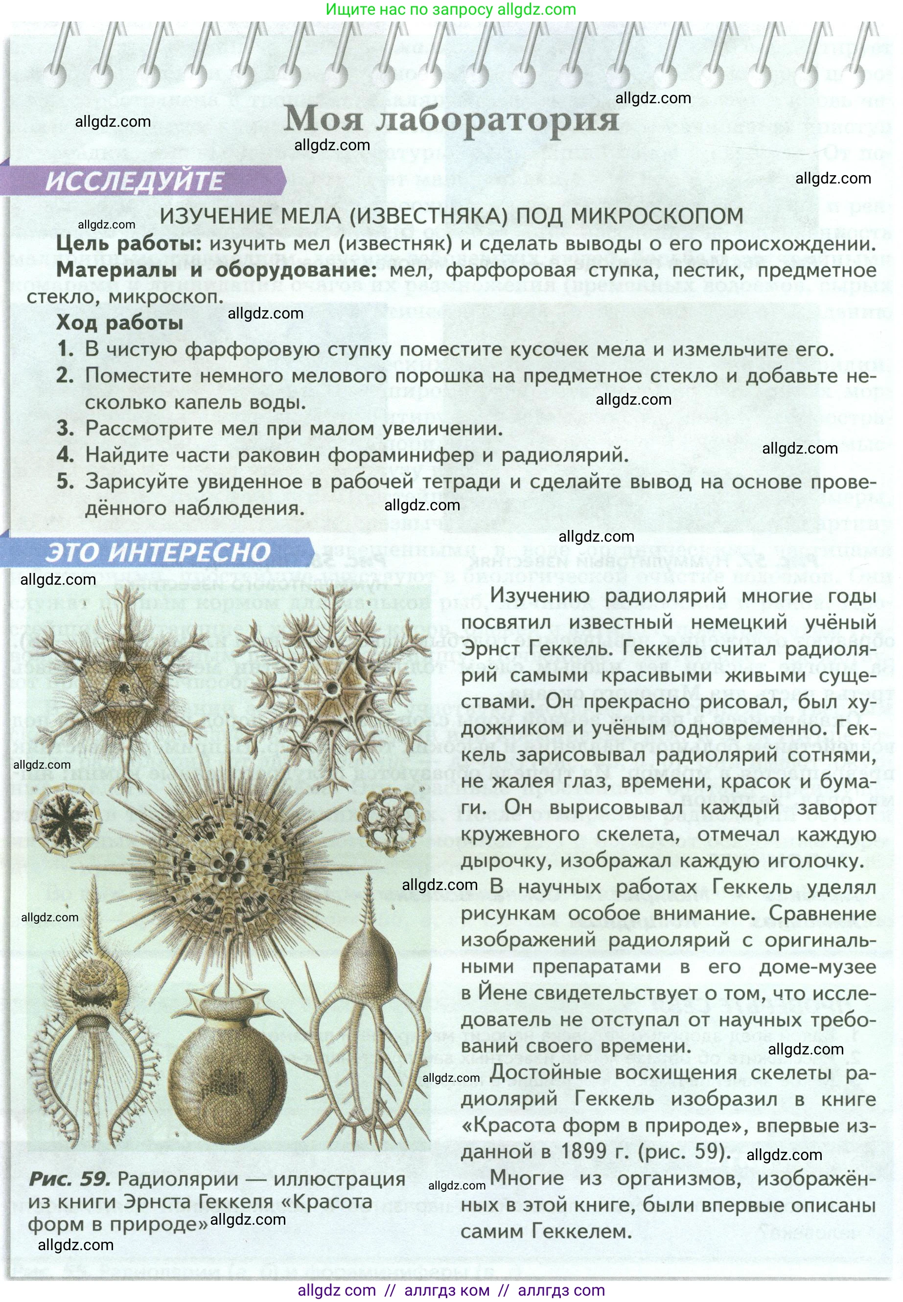 Биология, 8 класс Учебник, авторы: Пасечник Владимир Васильевич, Суматохин Сергей Витальевич, Гапонюк Зоя Георгиевна, издательство Просвещение, Москва, 2023, белого цвета, страница 74, Условие