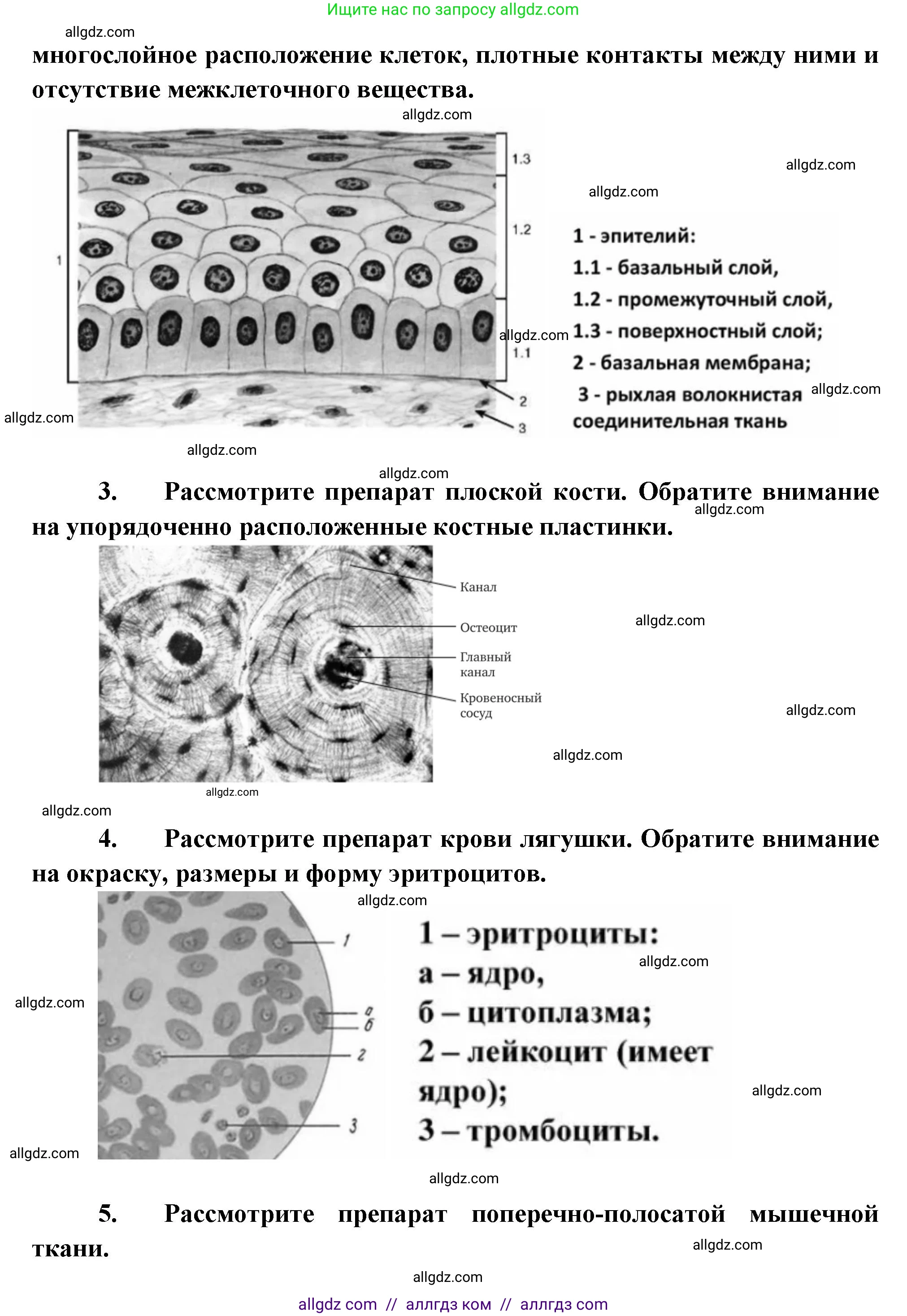 Биология, 8 класс Учебник, авторы: Пасечник Владимир Васильевич, Суматохин Сергей Витальевич, Гапонюк Зоя Георгиевна, издательство Просвещение, Москва, 2023, белого цвета, страница 19, Решение (продолжение 2)
