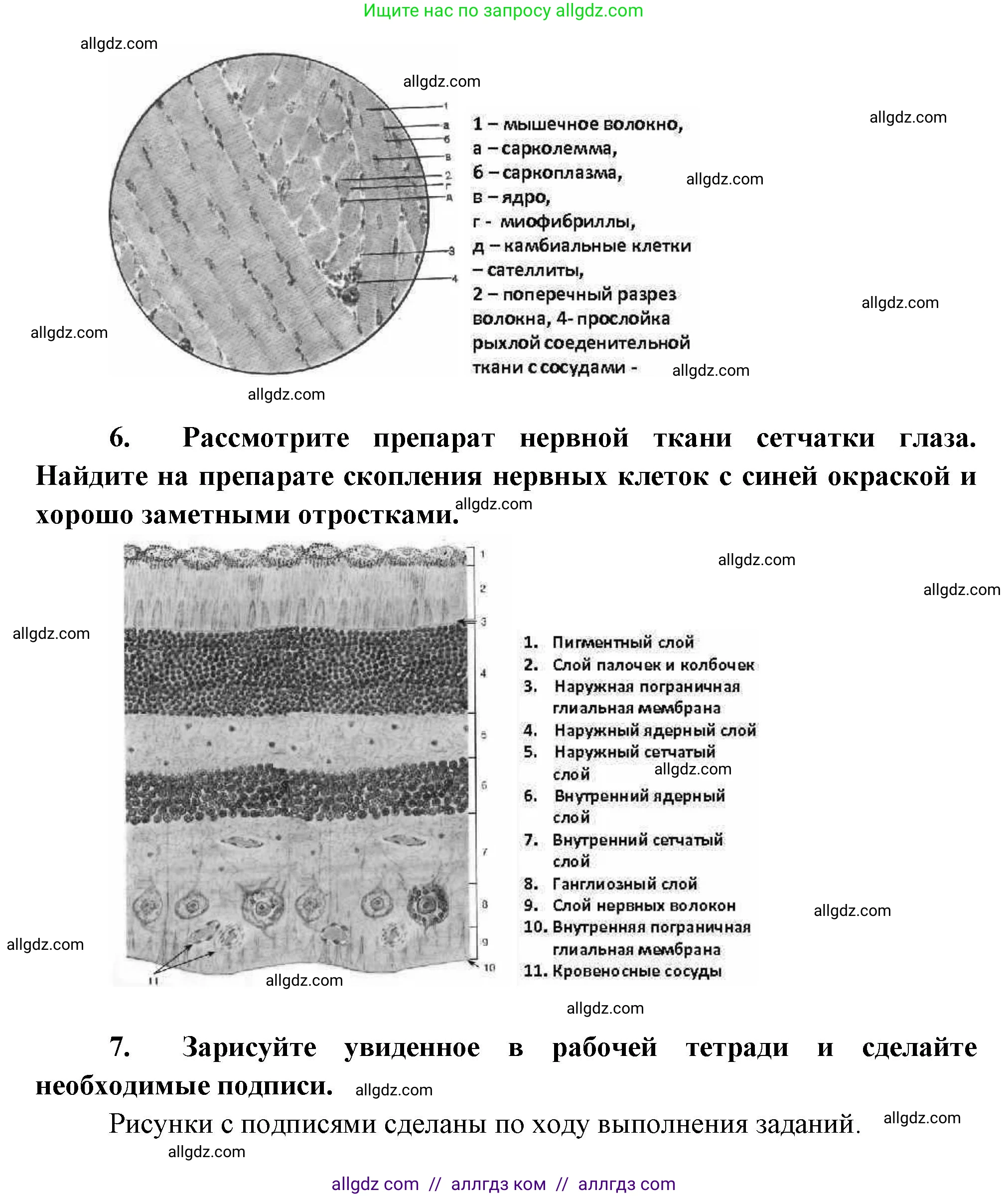 Биология, 8 класс Учебник, авторы: Пасечник Владимир Васильевич, Суматохин Сергей Витальевич, Гапонюк Зоя Георгиевна, издательство Просвещение, Москва, 2023, белого цвета, страница 19, Решение (продолжение 3)