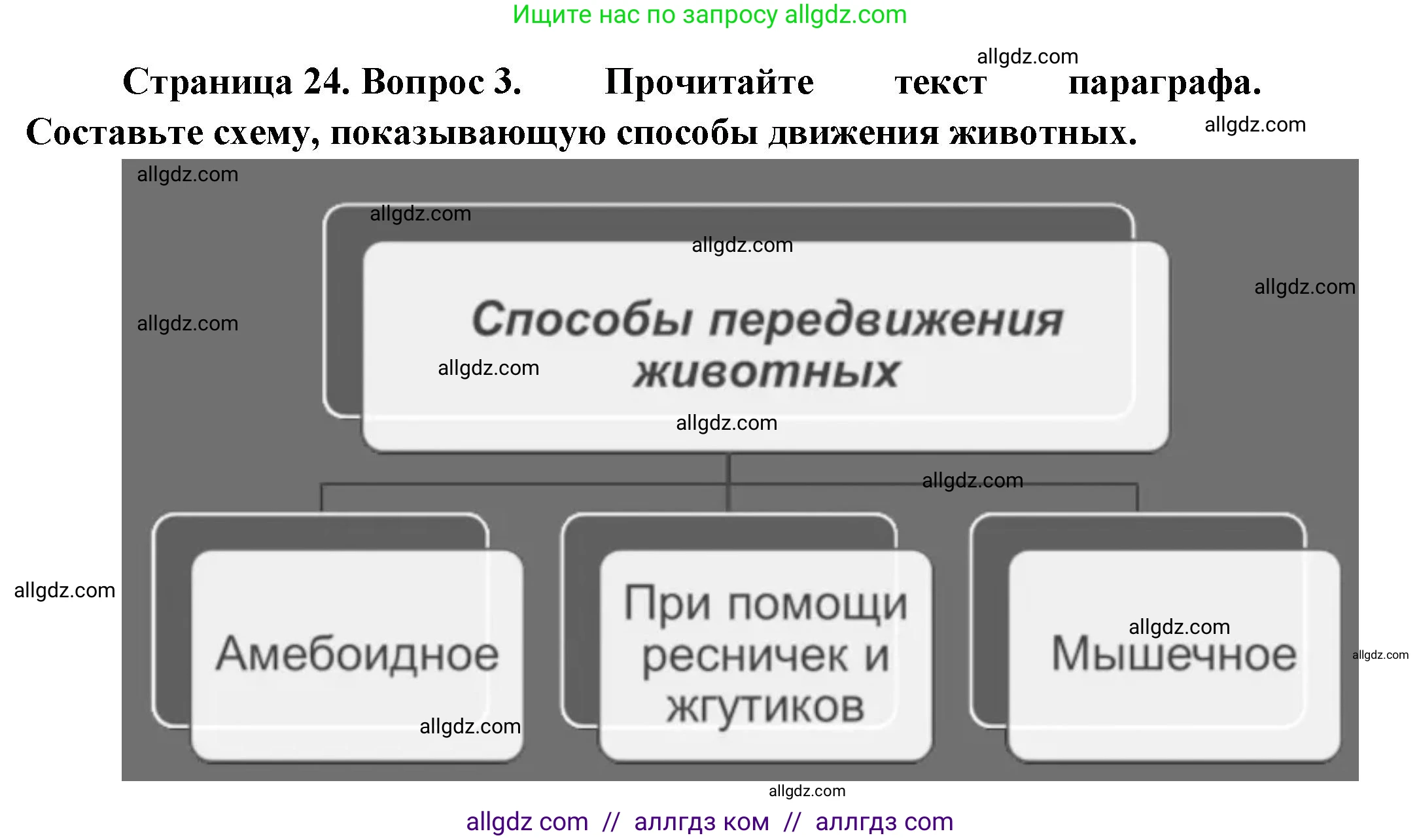 Биология, 8 класс Учебник, авторы: Пасечник Владимир Васильевич, Суматохин Сергей Витальевич, Гапонюк Зоя Георгиевна, издательство Просвещение, Москва, 2023, белого цвета, страница 24, номер 3, Решение