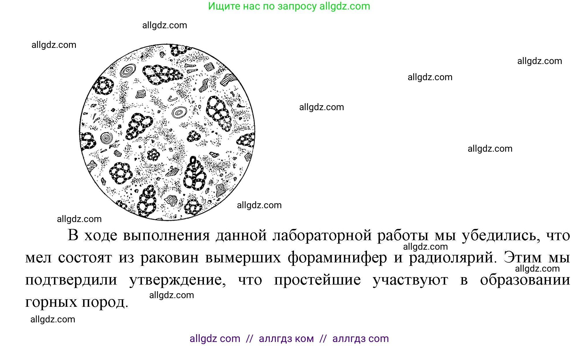 Биология, 8 класс Учебник, авторы: Пасечник Владимир Васильевич, Суматохин Сергей Витальевич, Гапонюк Зоя Георгиевна, издательство Просвещение, Москва, 2023, белого цвета, страница 74, Решение (продолжение 2)