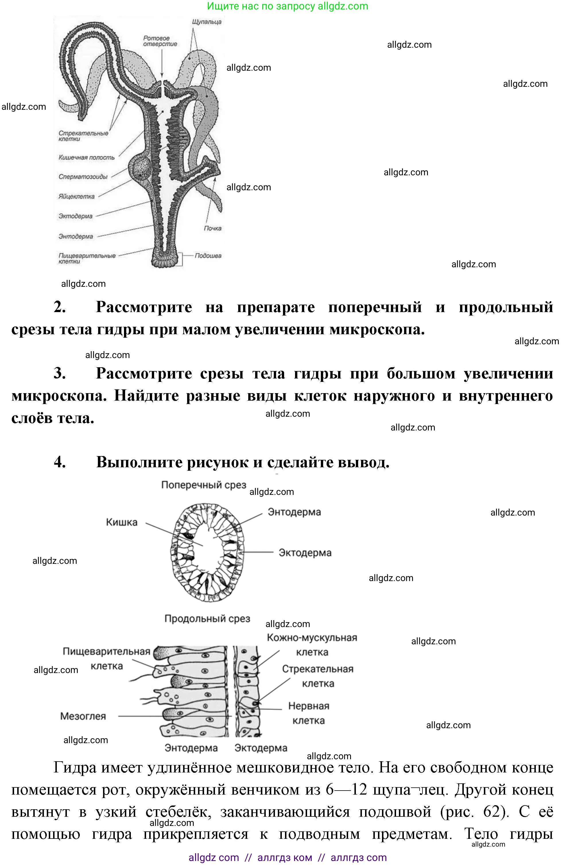 Биология, 8 класс Учебник, авторы: Пасечник Владимир Васильевич, Суматохин Сергей Витальевич, Гапонюк Зоя Георгиевна, издательство Просвещение, Москва, 2023, белого цвета, страница 81, Решение (продолжение 2)