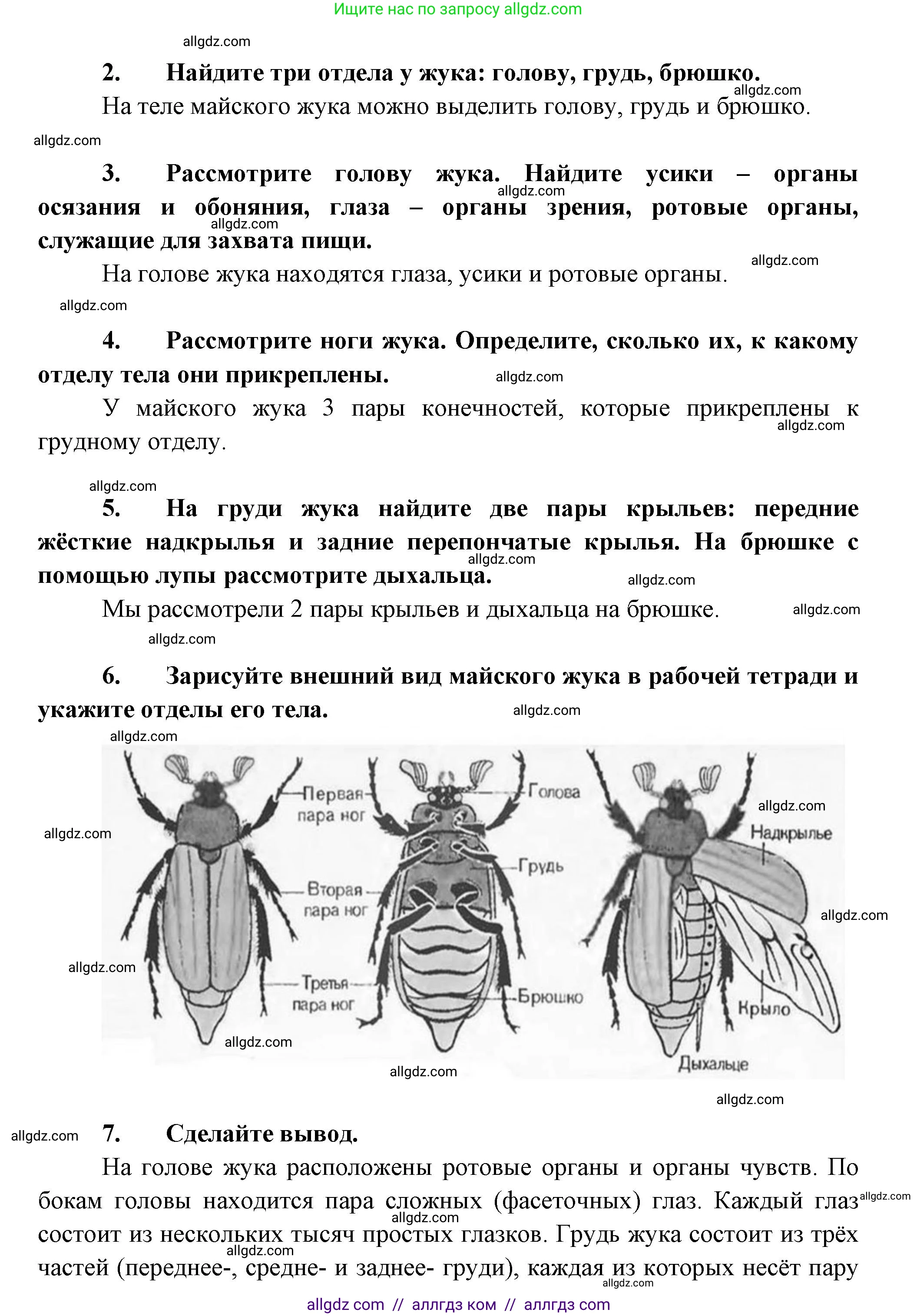 Биология, 8 класс Учебник, авторы: Пасечник Владимир Васильевич, Суматохин Сергей Витальевич, Гапонюк Зоя Георгиевна, издательство Просвещение, Москва, 2023, белого цвета, страница 116, Решение (продолжение 2)
