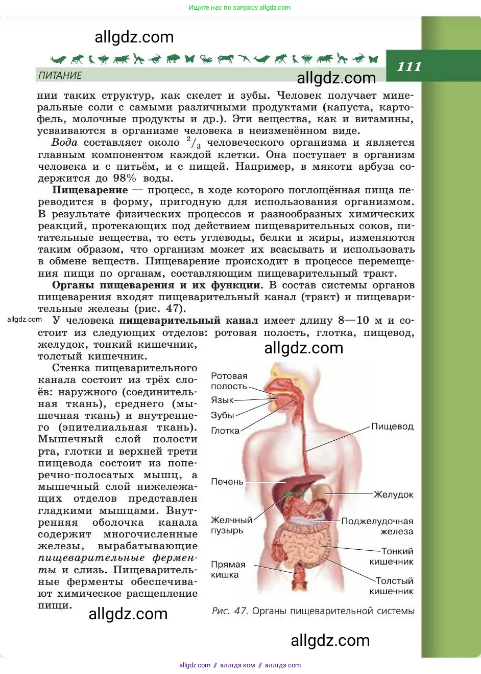 Биология, 8 класс Учебник, авторы: Пасечник Владимир Васильевич, Каменский Андрей Александрович, Швецов Глеб Геннадьевич, издательство Просвещение, Москва, 2019, страница 111