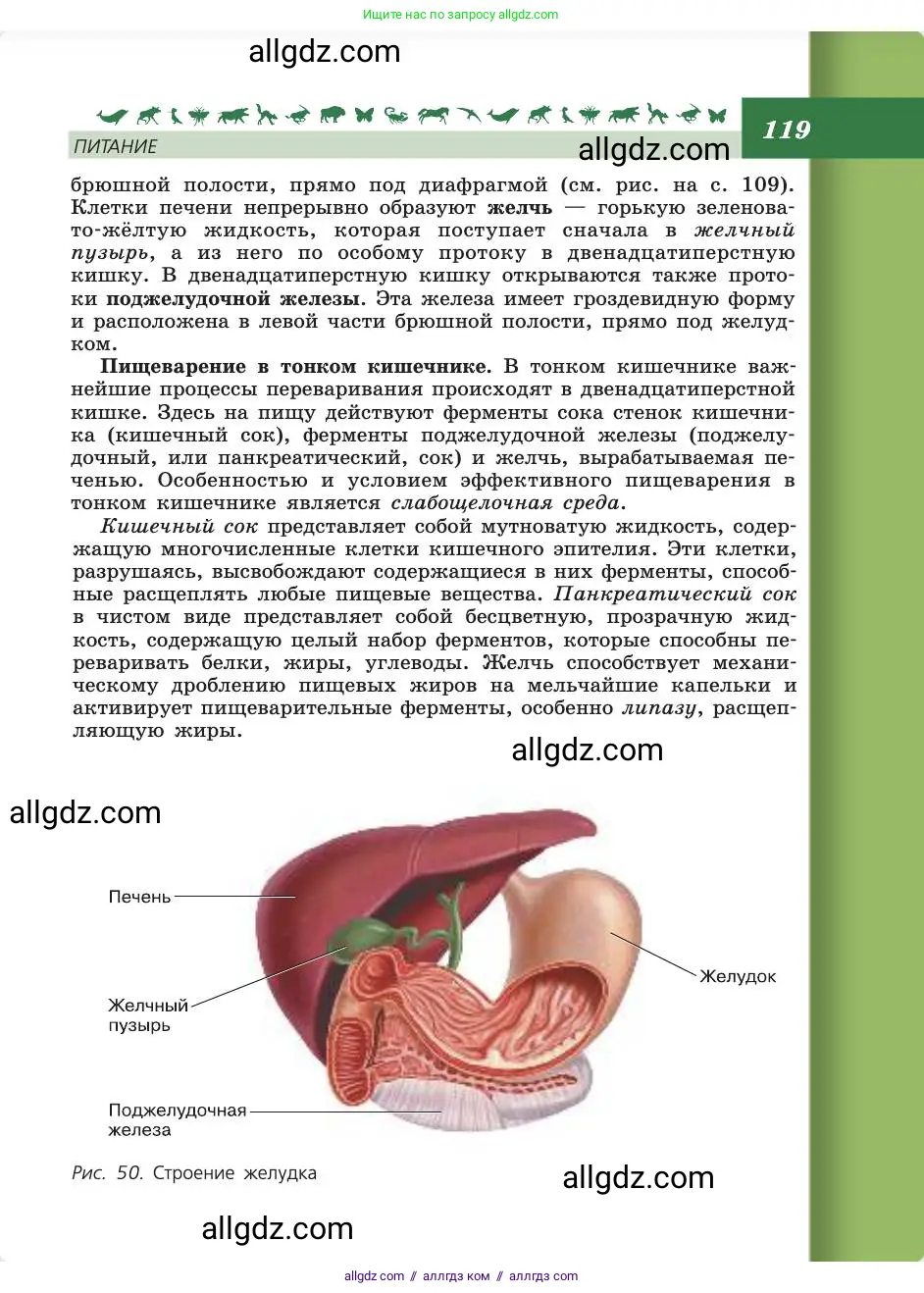 Биология, 8 класс Учебник, авторы: Пасечник Владимир Васильевич, Каменский Андрей Александрович, Швецов Глеб Геннадьевич, издательство Просвещение, Москва, 2019, страница 119