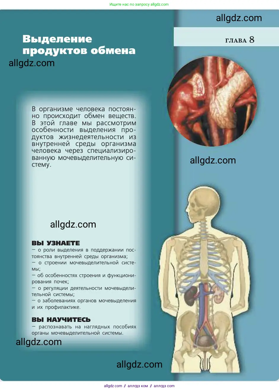 Биология, 8 класс Учебник, авторы: Пасечник Владимир Васильевич, Каменский Андрей Александрович, Швецов Глеб Геннадьевич, издательство Просвещение, Москва, 2019, страница 149