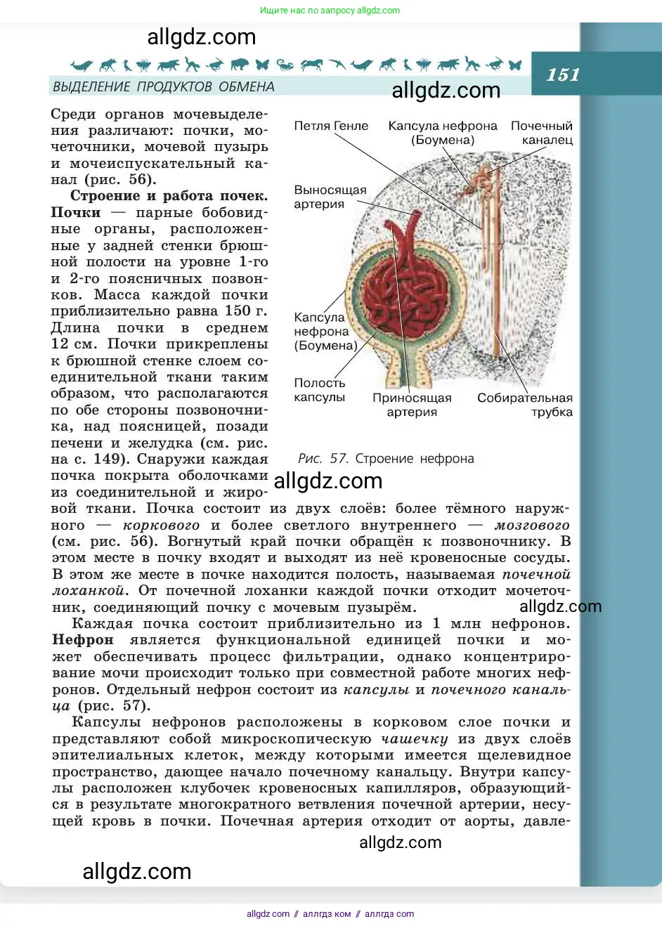 Биология, 8 класс Учебник, авторы: Пасечник Владимир Васильевич, Каменский Андрей Александрович, Швецов Глеб Геннадьевич, издательство Просвещение, Москва, 2019, страница 151