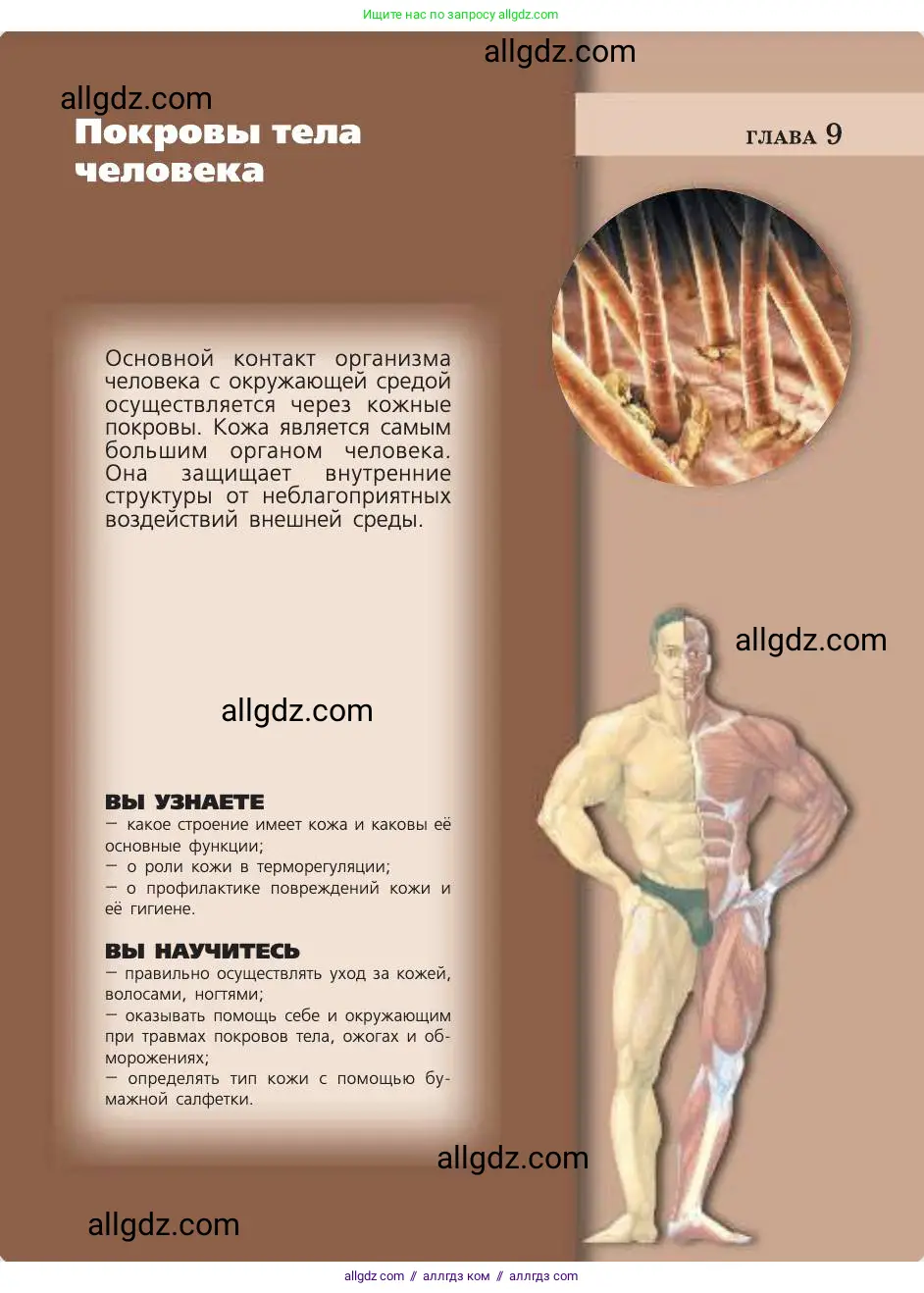 Биология, 8 класс Учебник, авторы: Пасечник Владимир Васильевич, Каменский Андрей Александрович, Швецов Глеб Геннадьевич, издательство Просвещение, Москва, 2019, страница 157