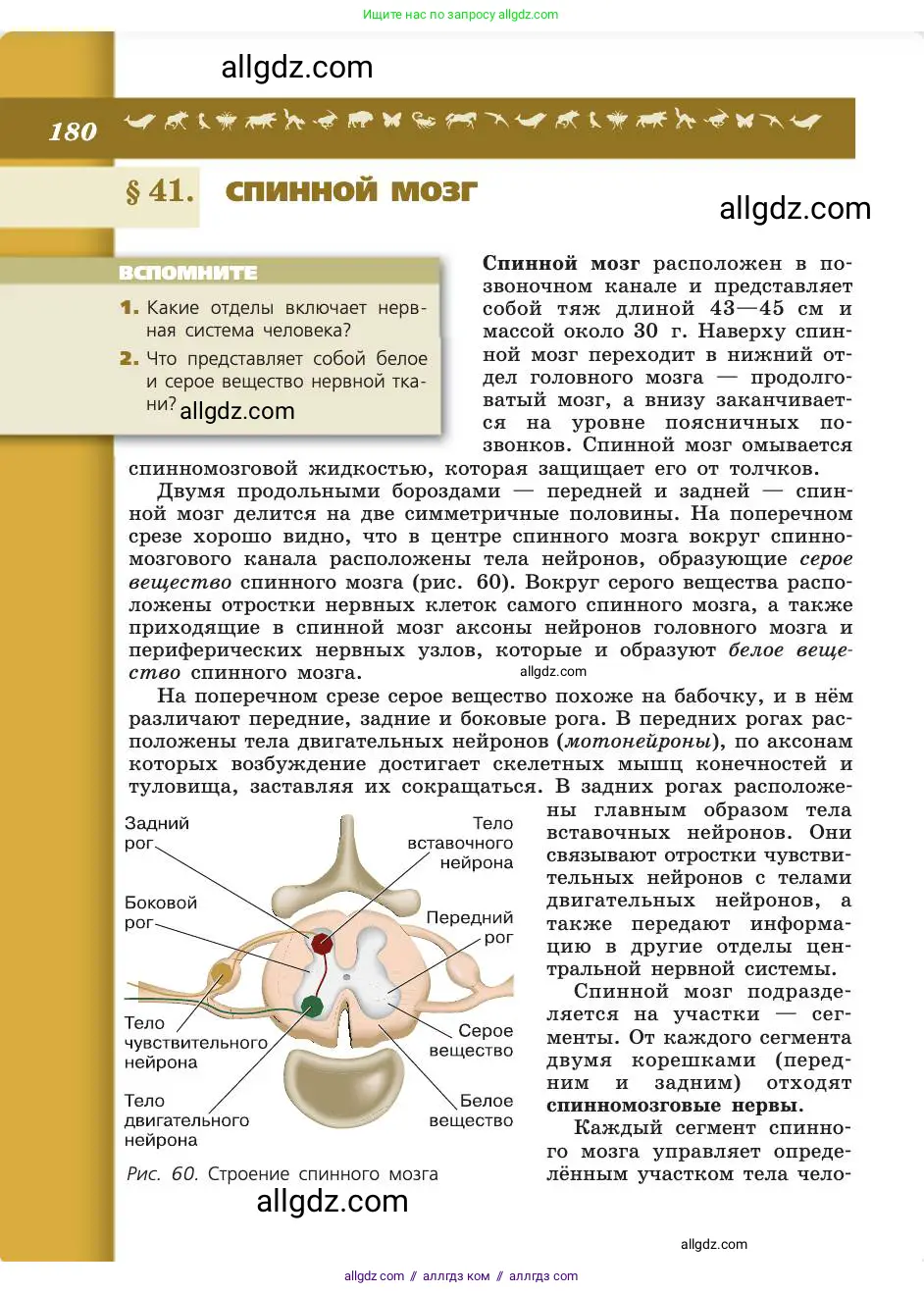 Биология, 8 класс Учебник, авторы: Пасечник Владимир Васильевич, Каменский Андрей Александрович, Швецов Глеб Геннадьевич, издательство Просвещение, Москва, 2019, страница 180