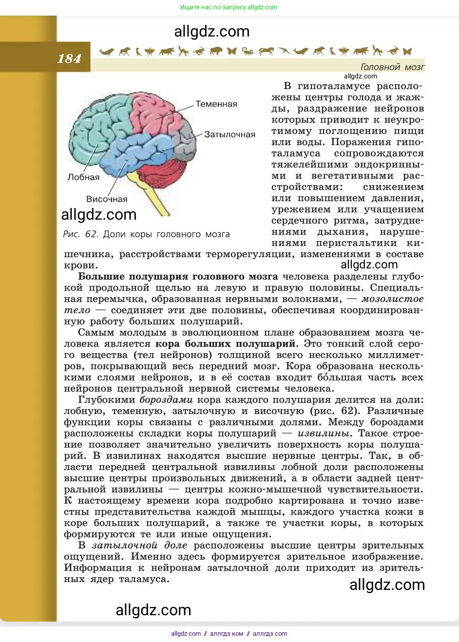 Биология, 8 класс Учебник, авторы: Пасечник Владимир Васильевич, Каменский Андрей Александрович, Швецов Глеб Геннадьевич, издательство Просвещение, Москва, 2019, страница 184