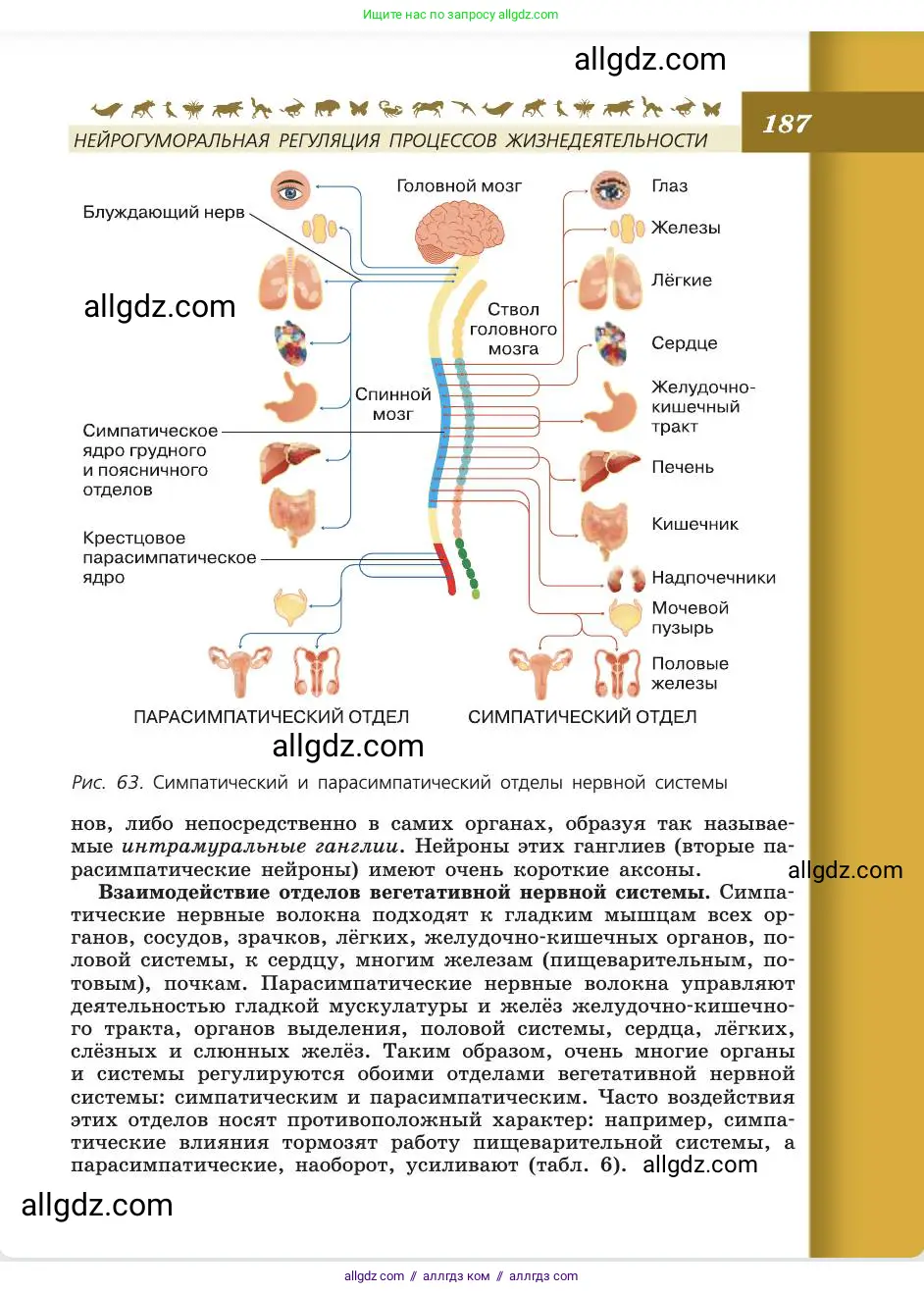 Биология, 8 класс Учебник, авторы: Пасечник Владимир Васильевич, Каменский Андрей Александрович, Швецов Глеб Геннадьевич, издательство Просвещение, Москва, 2019, страница 187