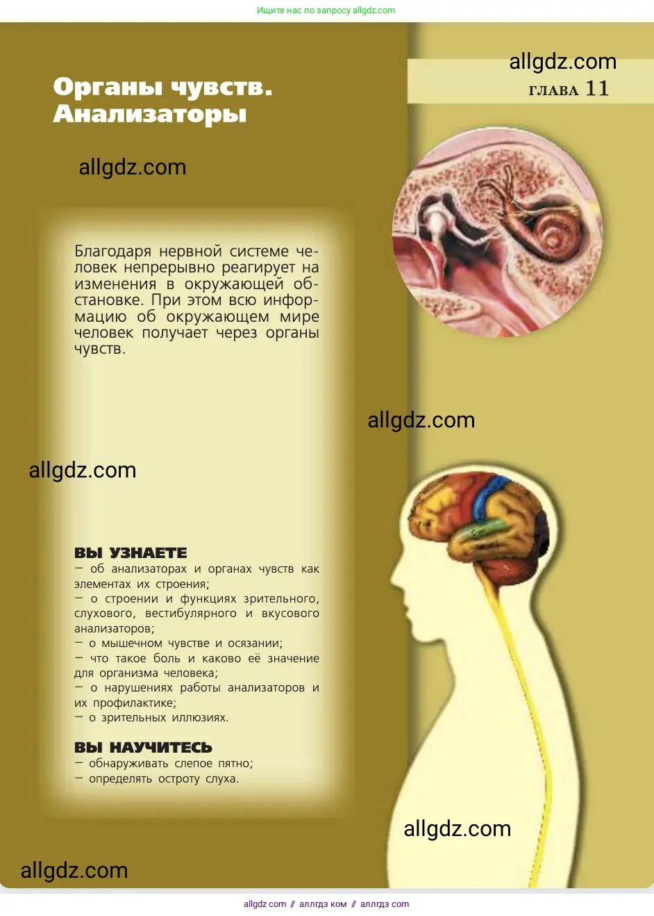 Биология, 8 класс Учебник, авторы: Пасечник Владимир Васильевич, Каменский Андрей Александрович, Швецов Глеб Геннадьевич, издательство Просвещение, Москва, 2019, страница 193