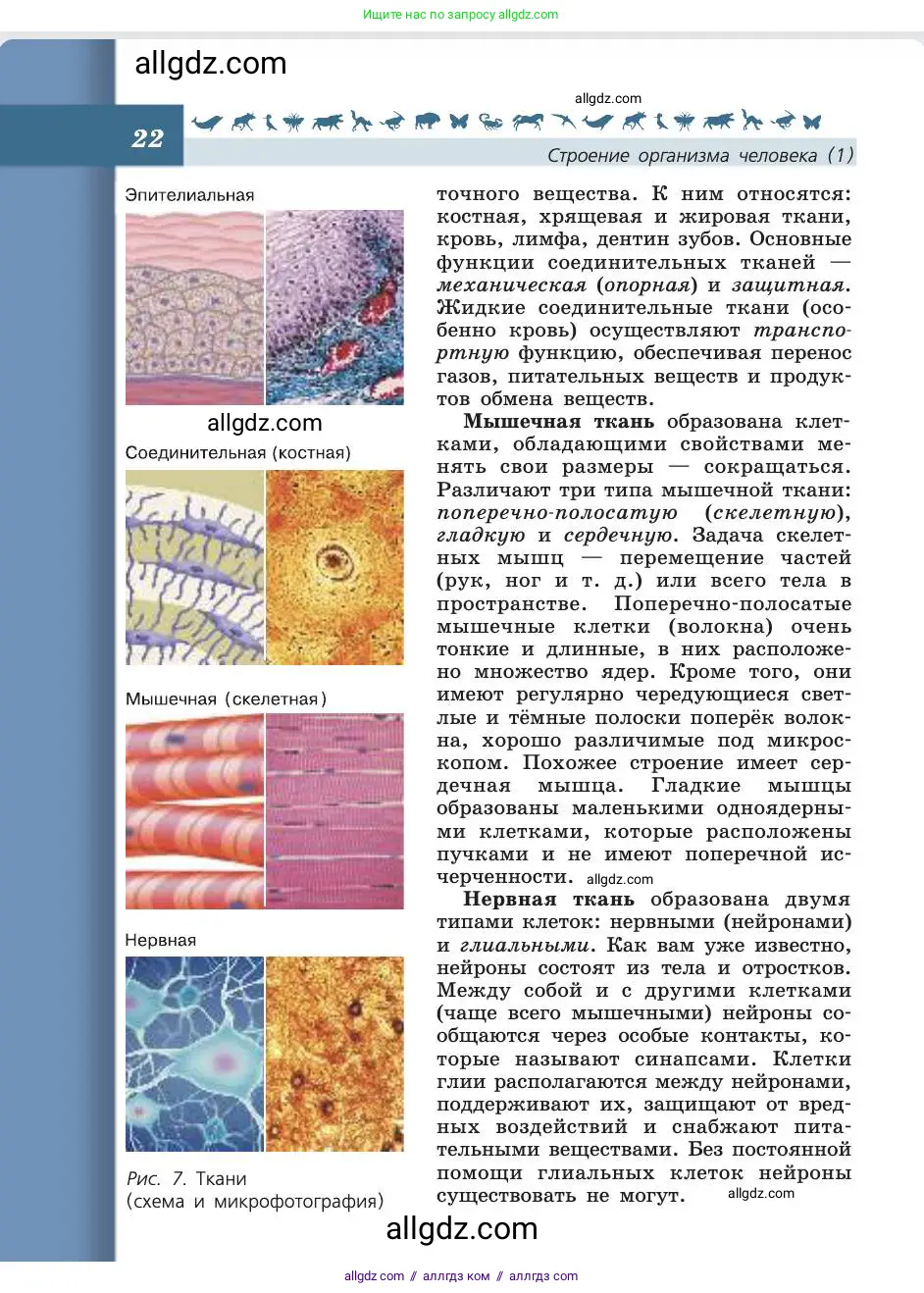 Биология, 8 класс Учебник, авторы: Пасечник Владимир Васильевич, Каменский Андрей Александрович, Швецов Глеб Геннадьевич, издательство Просвещение, Москва, 2019, страница 22