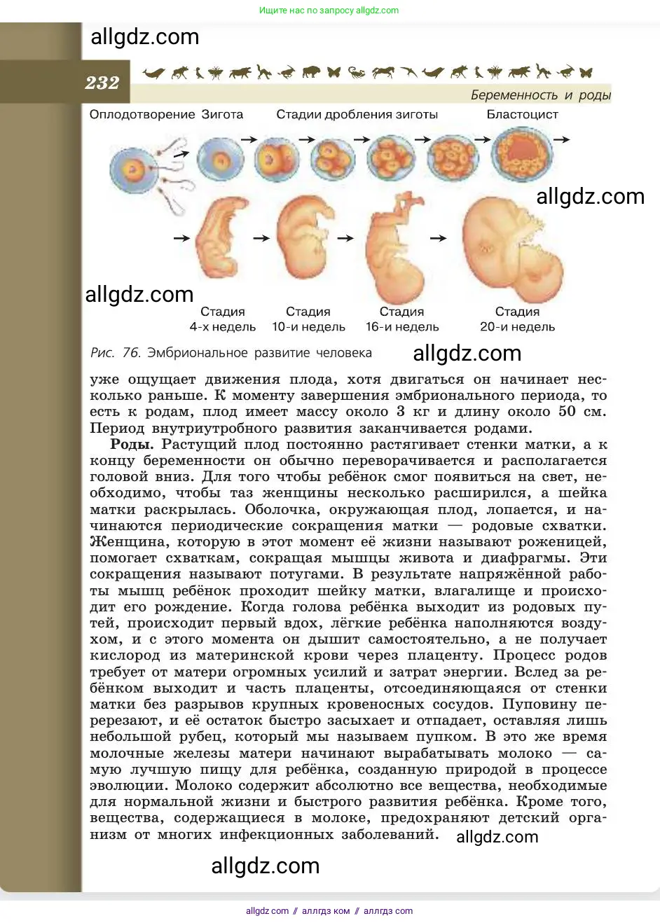 Биология, 8 класс Учебник, авторы: Пасечник Владимир Васильевич, Каменский Андрей Александрович, Швецов Глеб Геннадьевич, издательство Просвещение, Москва, 2019, страница 232