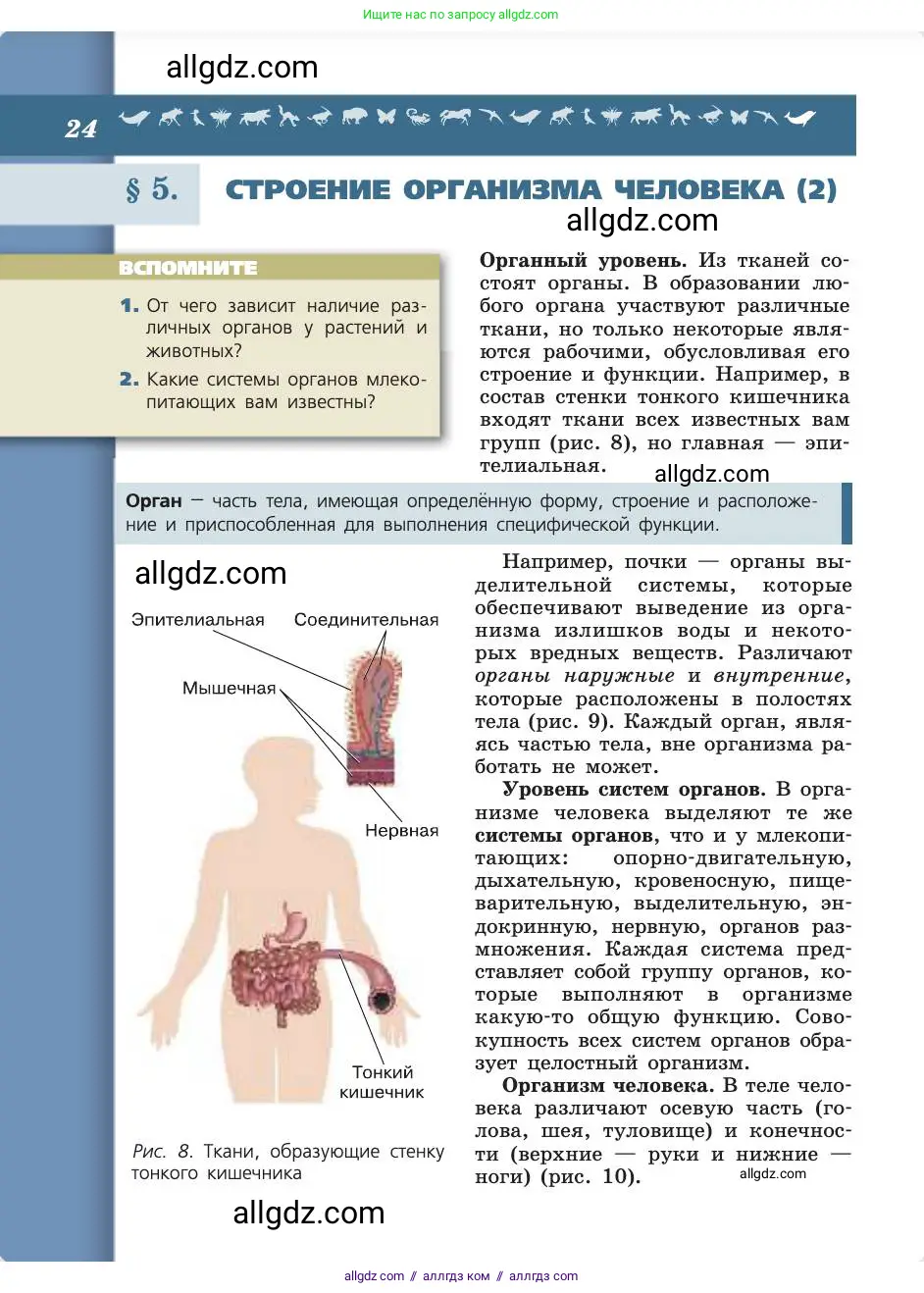 Биология, 8 класс Учебник, авторы: Пасечник Владимир Васильевич, Каменский Андрей Александрович, Швецов Глеб Геннадьевич, издательство Просвещение, Москва, 2019, страница 24