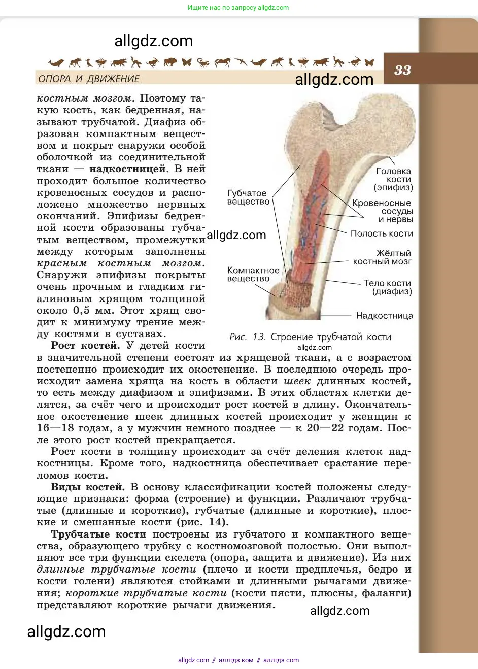 Биология, 8 класс Учебник, авторы: Пасечник Владимир Васильевич, Каменский Андрей Александрович, Швецов Глеб Геннадьевич, издательство Просвещение, Москва, 2019, страница 33