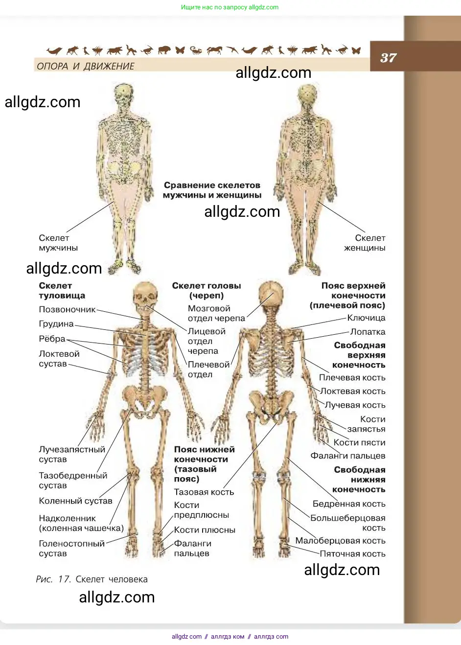 Биология, 8 класс Учебник, авторы: Пасечник Владимир Васильевич, Каменский Андрей Александрович, Швецов Глеб Геннадьевич, издательство Просвещение, Москва, 2019, страница 37