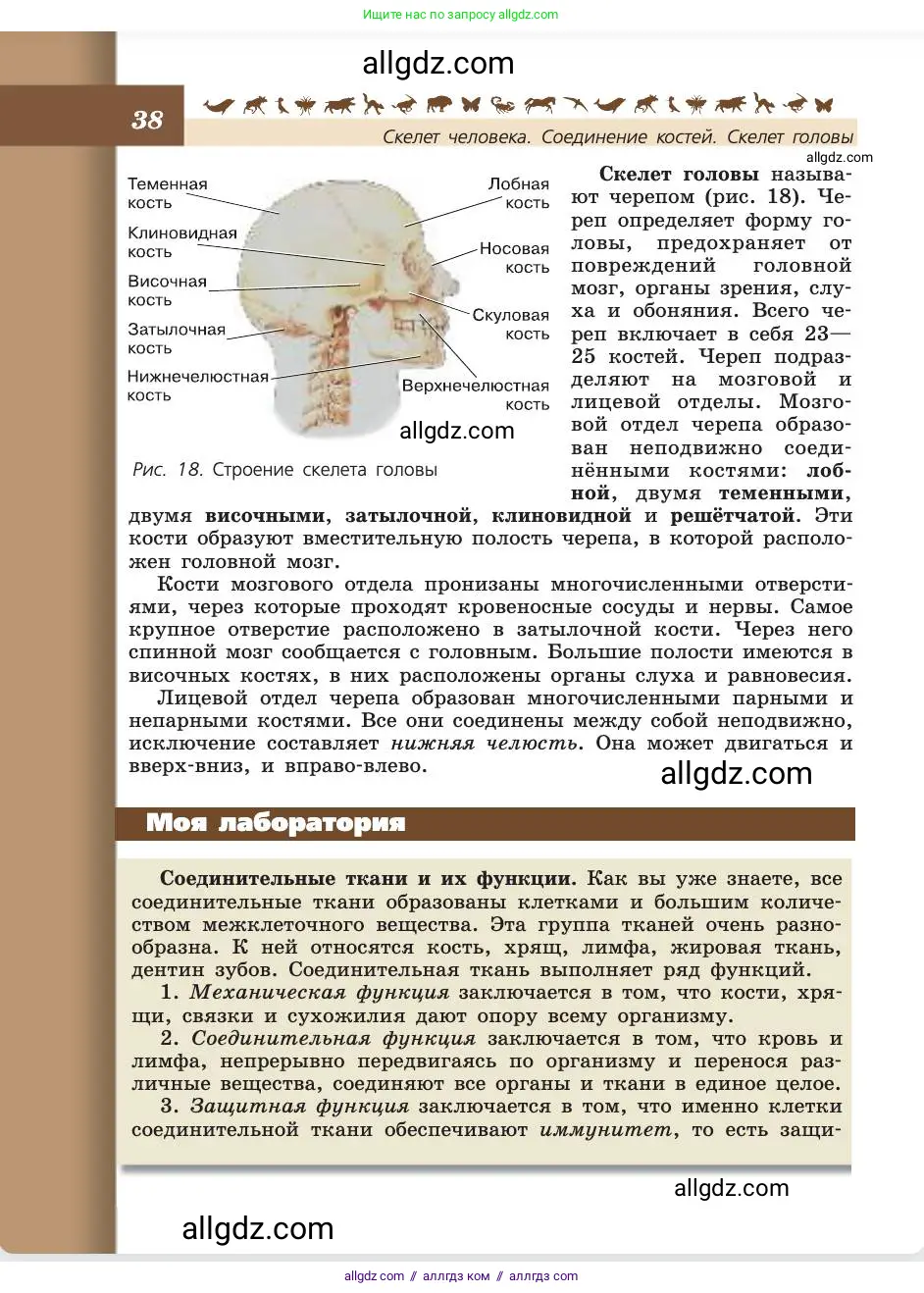 Биология, 8 класс Учебник, авторы: Пасечник Владимир Васильевич, Каменский Андрей Александрович, Швецов Глеб Геннадьевич, издательство Просвещение, Москва, 2019, страница 38