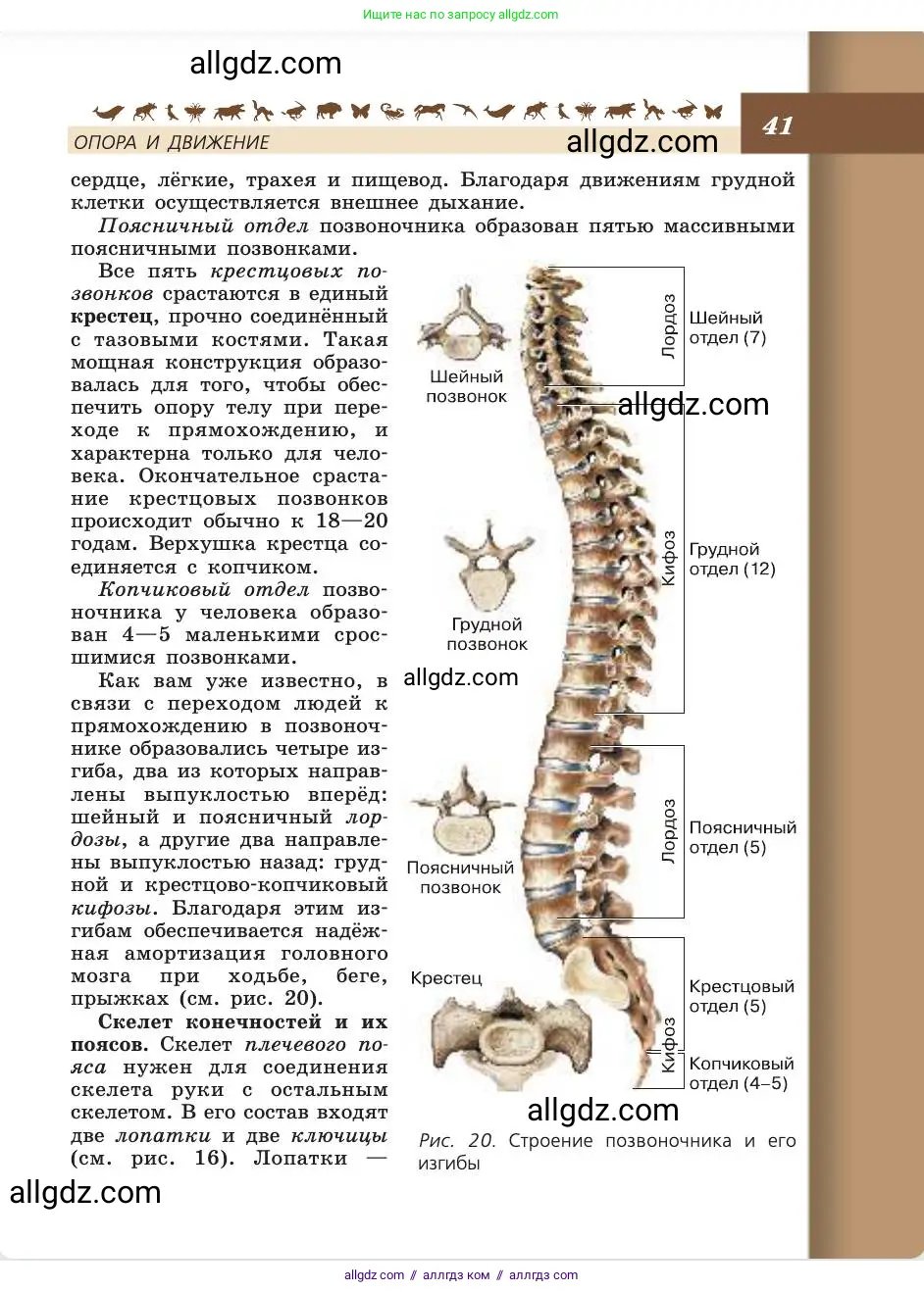Биология, 8 класс Учебник, авторы: Пасечник Владимир Васильевич, Каменский Андрей Александрович, Швецов Глеб Геннадьевич, издательство Просвещение, Москва, 2019, страница 41