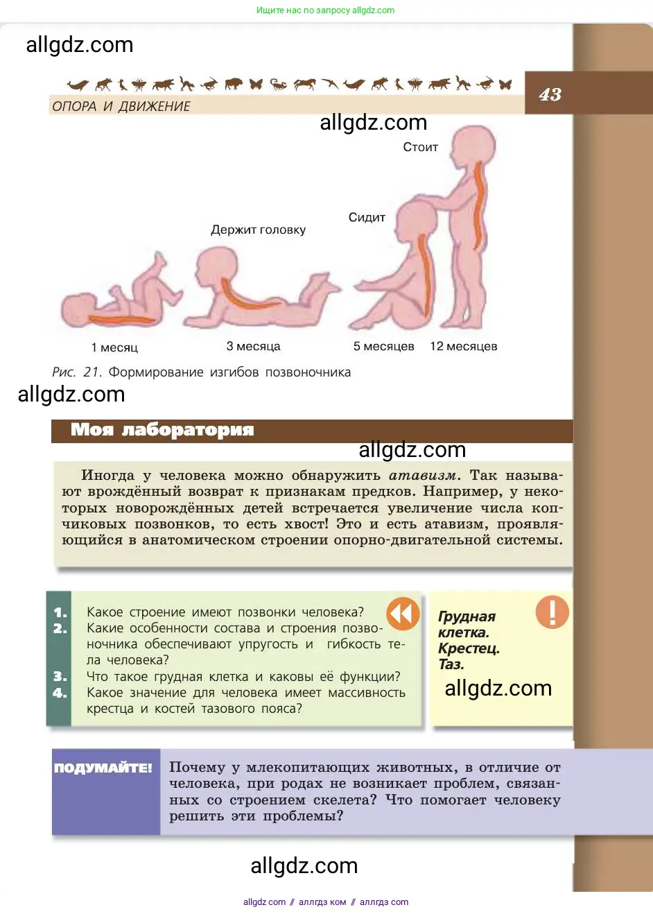 Биология, 8 класс Учебник, авторы: Пасечник Владимир Васильевич, Каменский Андрей Александрович, Швецов Глеб Геннадьевич, издательство Просвещение, Москва, 2019, страница 43