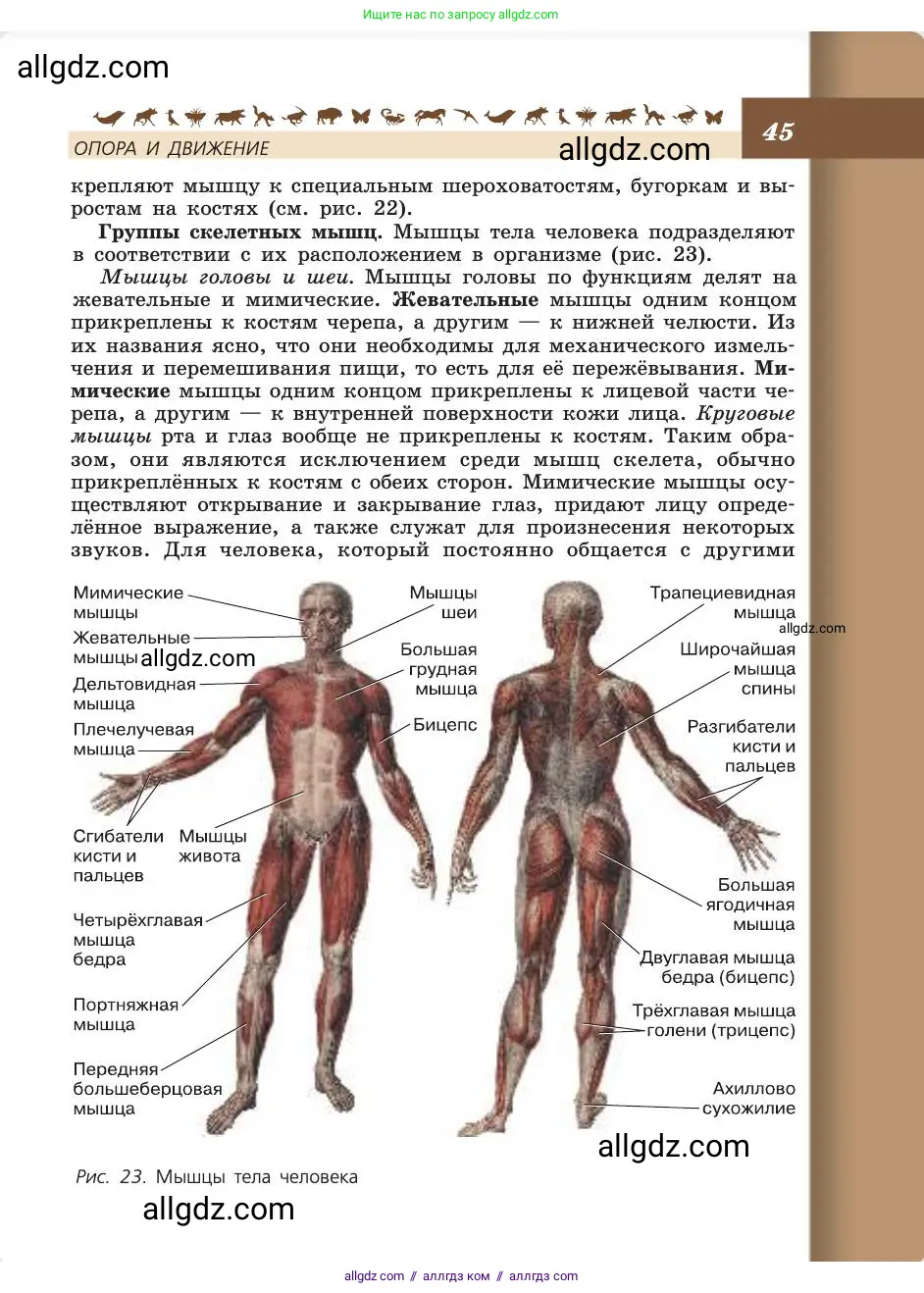 Биология, 8 класс Учебник, авторы: Пасечник Владимир Васильевич, Каменский Андрей Александрович, Швецов Глеб Геннадьевич, издательство Просвещение, Москва, 2019, страница 45