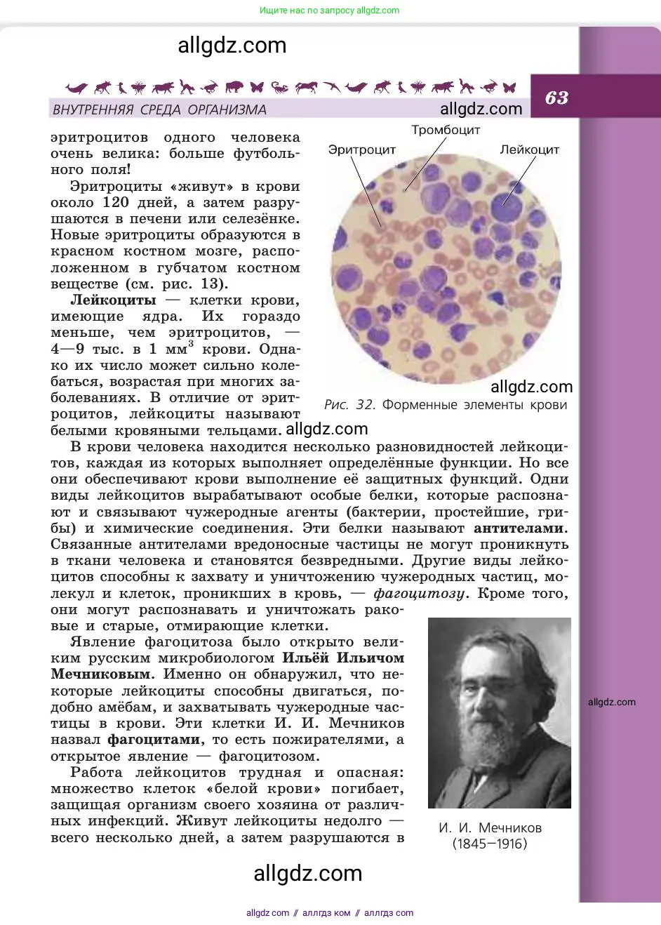 Биология, 8 класс Учебник, авторы: Пасечник Владимир Васильевич, Каменский Андрей Александрович, Швецов Глеб Геннадьевич, издательство Просвещение, Москва, 2019, страница 63