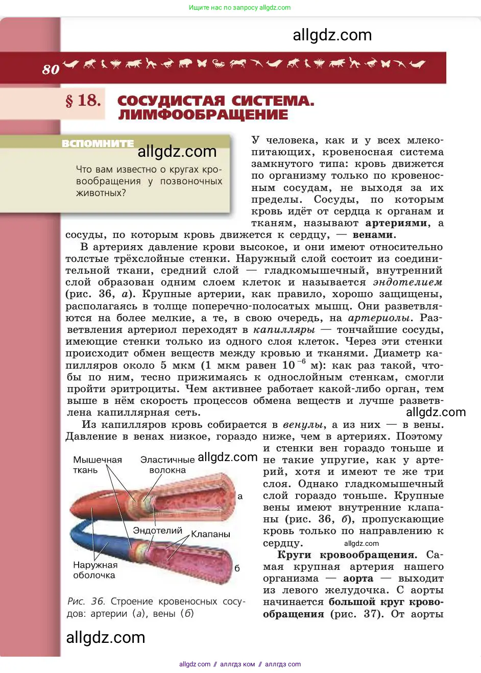 Биология, 8 класс Учебник, авторы: Пасечник Владимир Васильевич, Каменский Андрей Александрович, Швецов Глеб Геннадьевич, издательство Просвещение, Москва, 2019, страница 80