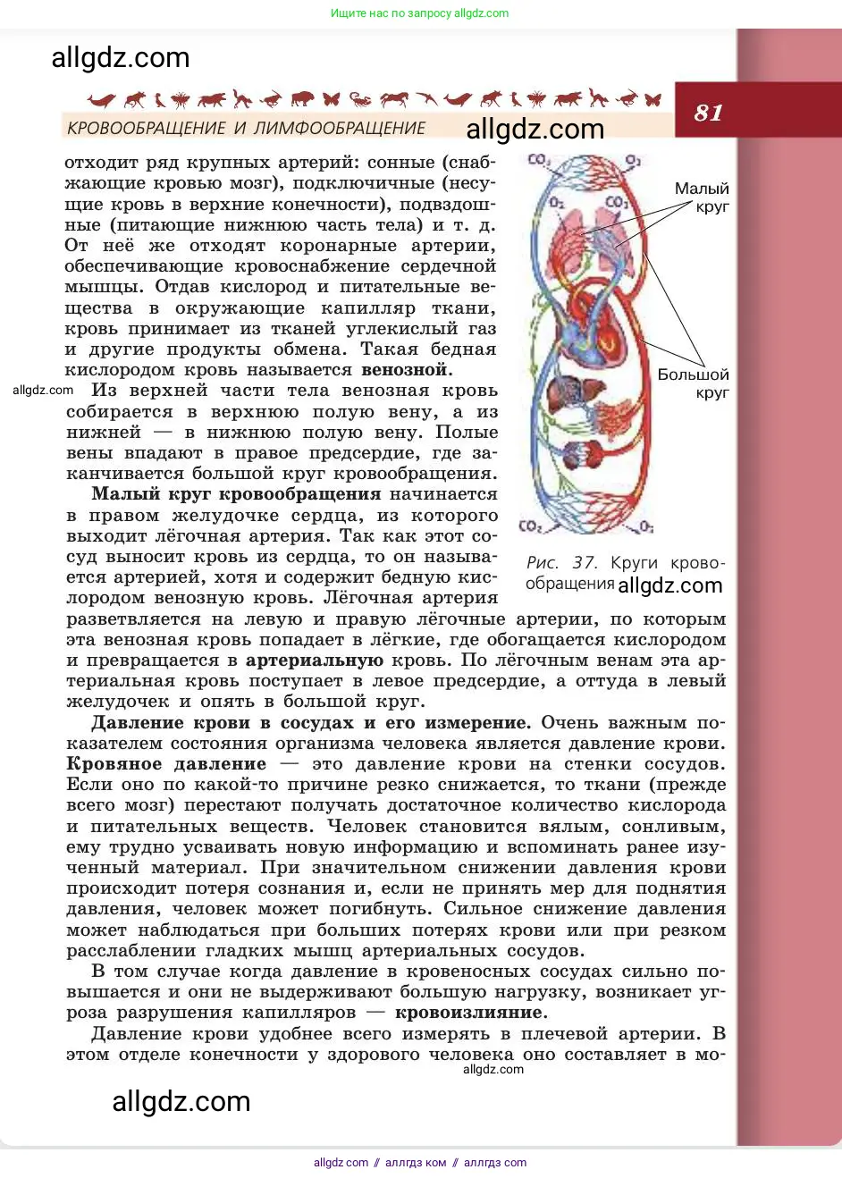 Биология, 8 класс Учебник, авторы: Пасечник Владимир Васильевич, Каменский Андрей Александрович, Швецов Глеб Геннадьевич, издательство Просвещение, Москва, 2019, страница 81
