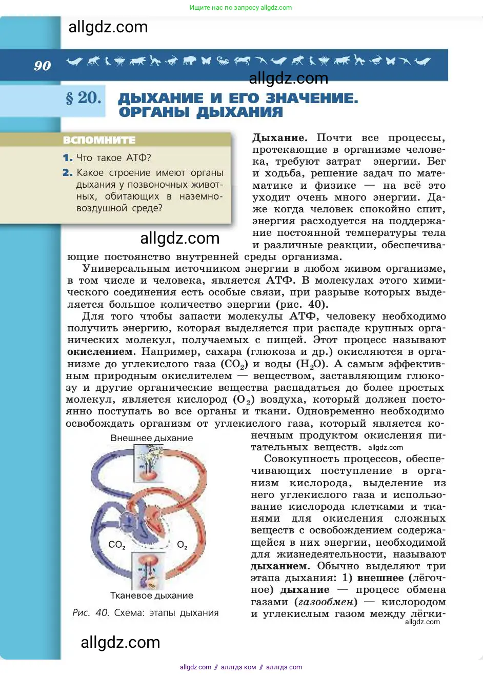Биология, 8 класс Учебник, авторы: Пасечник Владимир Васильевич, Каменский Андрей Александрович, Швецов Глеб Геннадьевич, издательство Просвещение, Москва, 2019, страница 90