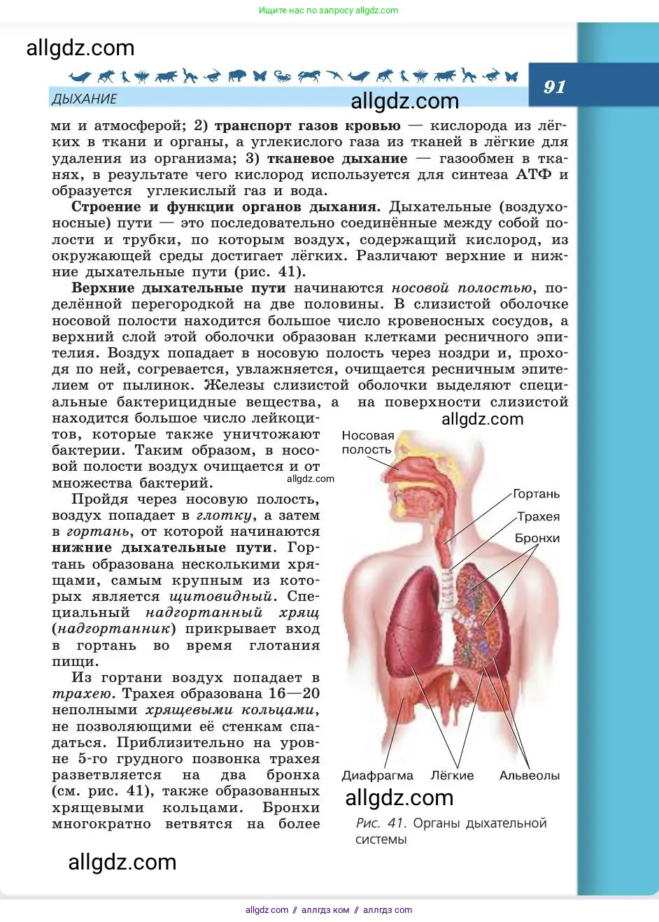 Биология, 8 класс Учебник, авторы: Пасечник Владимир Васильевич, Каменский Андрей Александрович, Швецов Глеб Геннадьевич, издательство Просвещение, Москва, 2019, страница 91