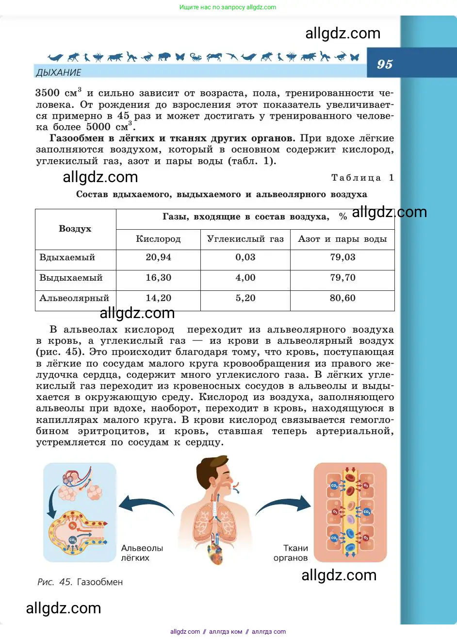 Биология, 8 класс Учебник, авторы: Пасечник Владимир Васильевич, Каменский Андрей Александрович, Швецов Глеб Геннадьевич, издательство Просвещение, Москва, 2019, страница 95