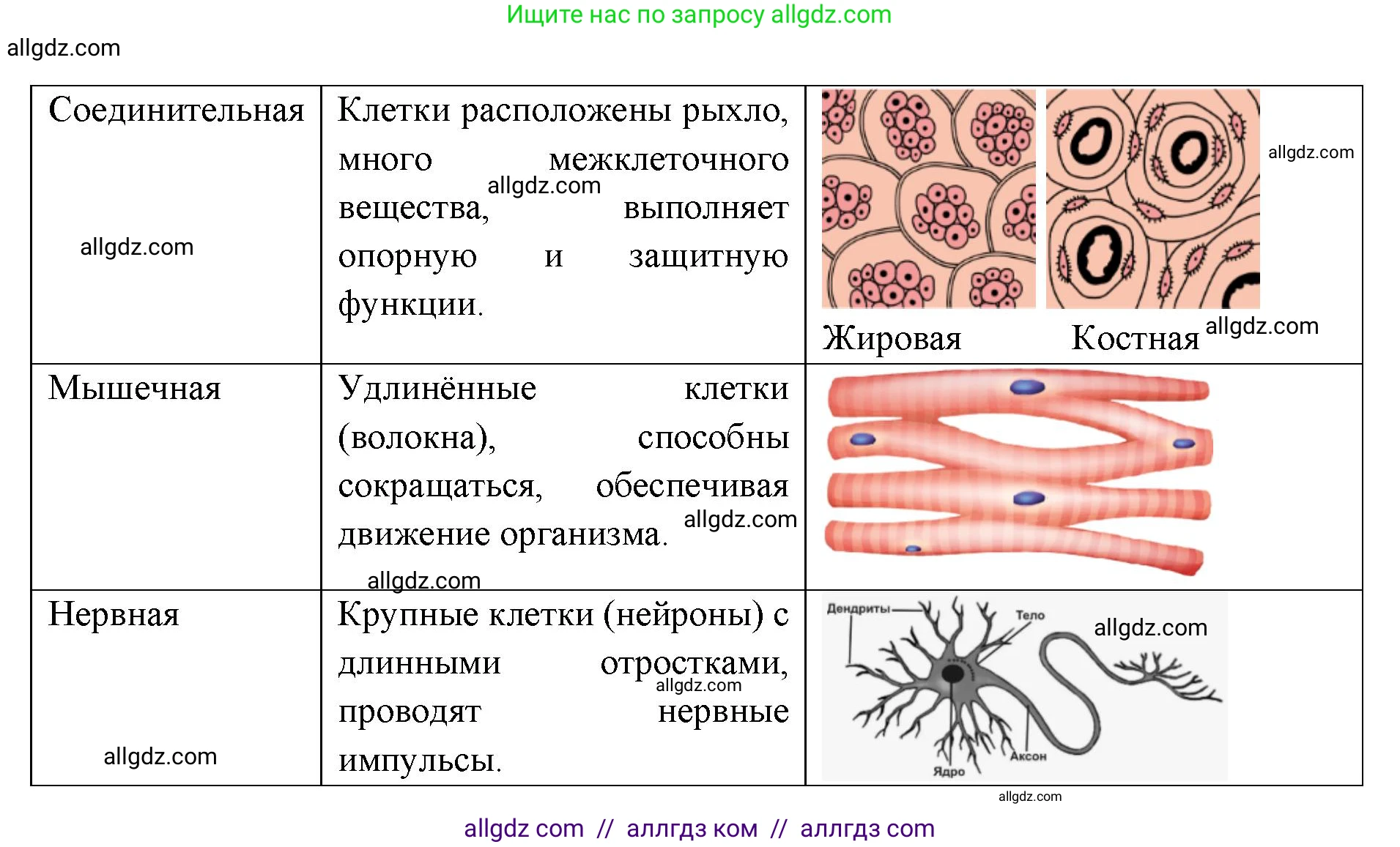 Биология, 8 класс Учебник, авторы: Пасечник Владимир Васильевич, Каменский Андрей Александрович, Швецов Глеб Геннадьевич, издательство Просвещение, Москва, 2019, страница 23, Решение 1 (продолжение 2)