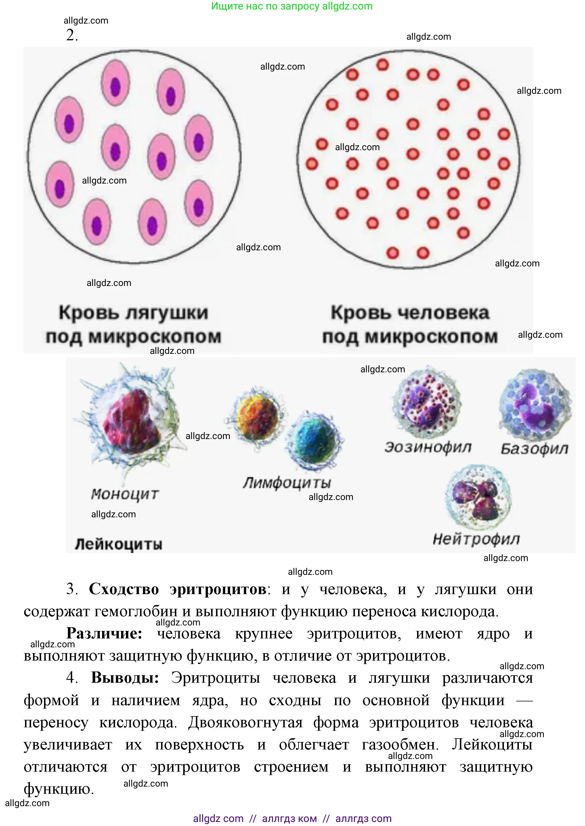 Биология, 8 класс Учебник, авторы: Пасечник Владимир Васильевич, Каменский Андрей Александрович, Швецов Глеб Геннадьевич, издательство Просвещение, Москва, 2019, страница 68, Решение 1 (продолжение 2)