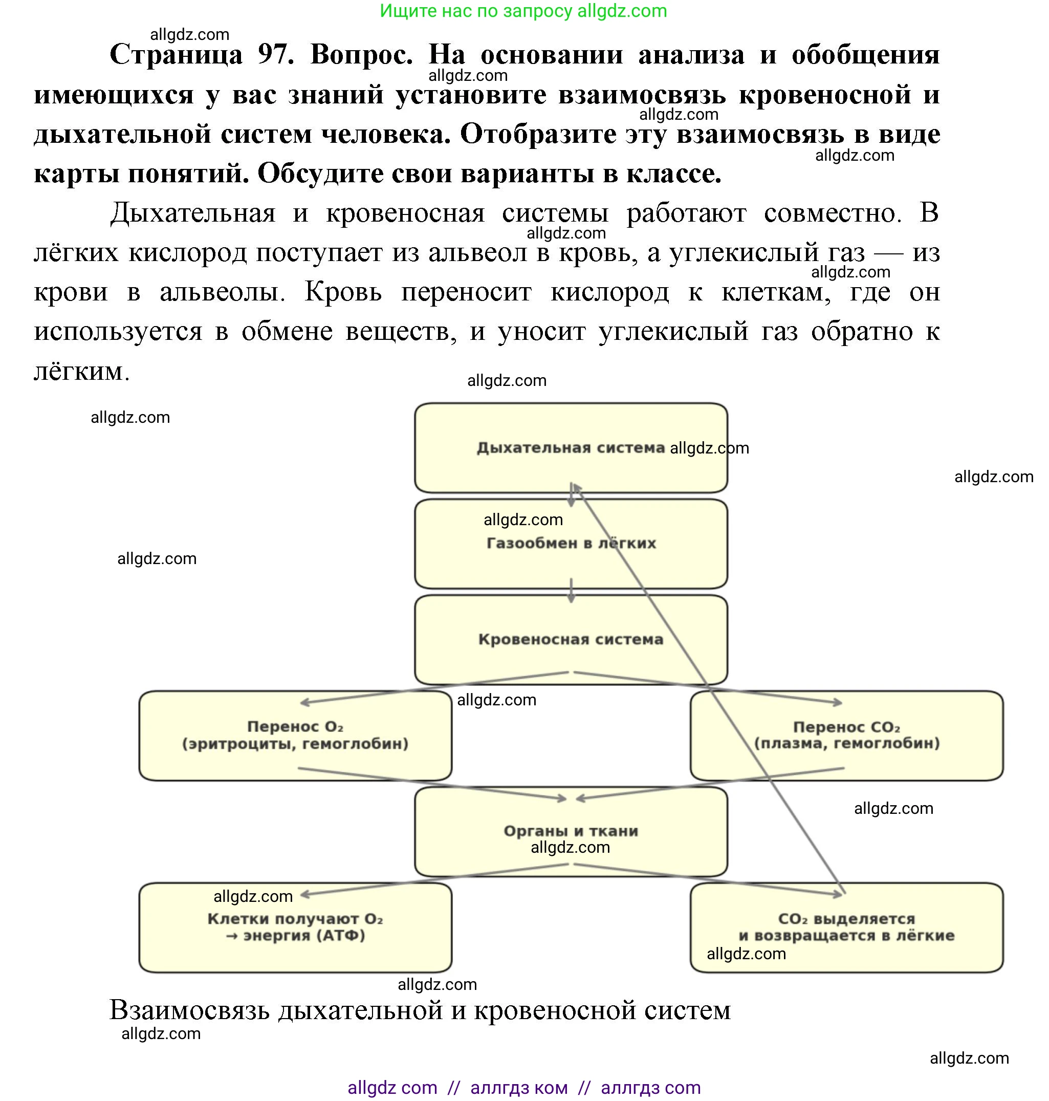 Биология, 8 класс Учебник, авторы: Пасечник Владимир Васильевич, Каменский Андрей Александрович, Швецов Глеб Геннадьевич, издательство Просвещение, Москва, 2019, страница 97, номер 1, Решение 1
