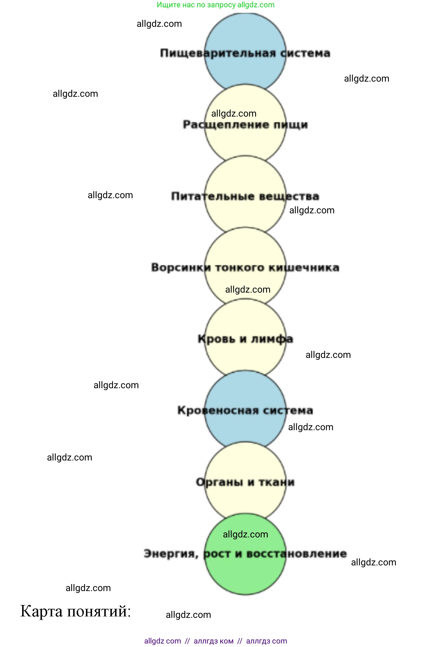 Биология, 8 класс Учебник, авторы: Пасечник Владимир Васильевич, Каменский Андрей Александрович, Швецов Глеб Геннадьевич, издательство Просвещение, Москва, 2019, страница 125, номер 1, Решение 1 (продолжение 2)