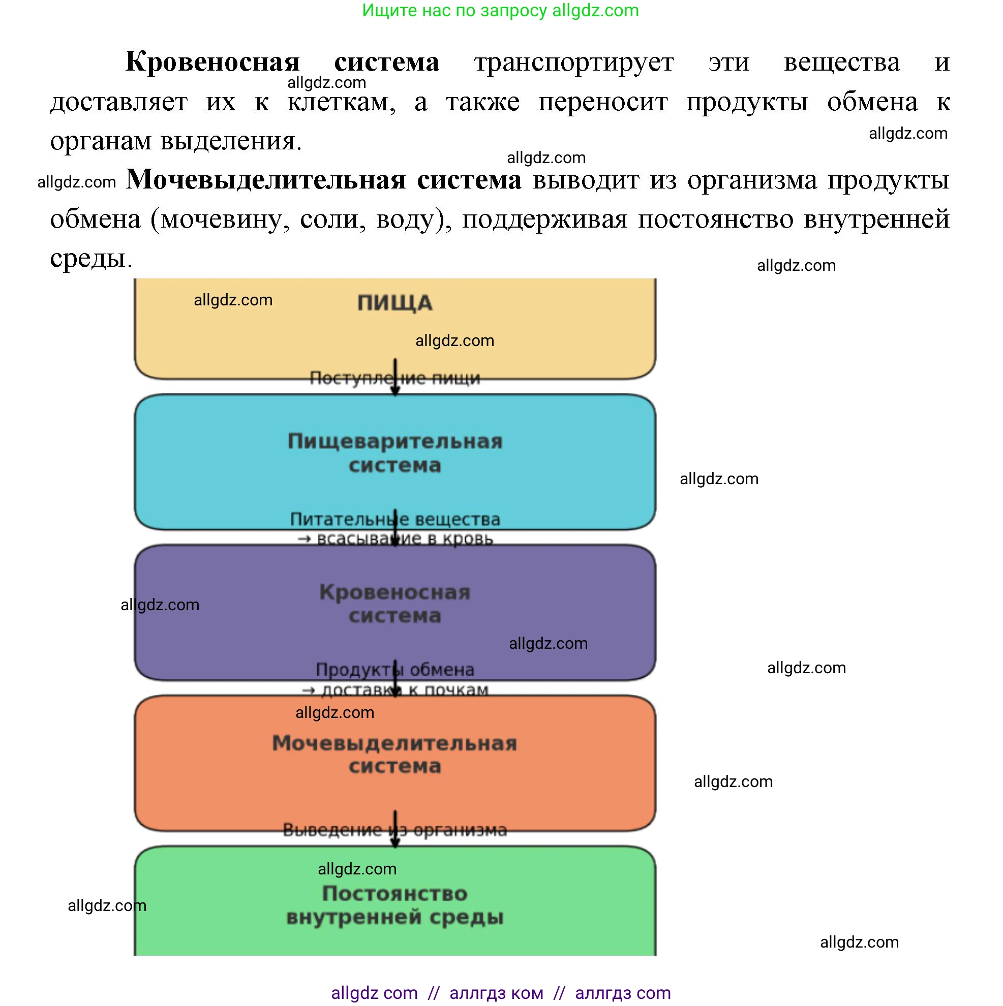 Биология, 8 класс Учебник, авторы: Пасечник Владимир Васильевич, Каменский Андрей Александрович, Швецов Глеб Геннадьевич, издательство Просвещение, Москва, 2019, страница 155, номер 1, Решение 1 (продолжение 2)
