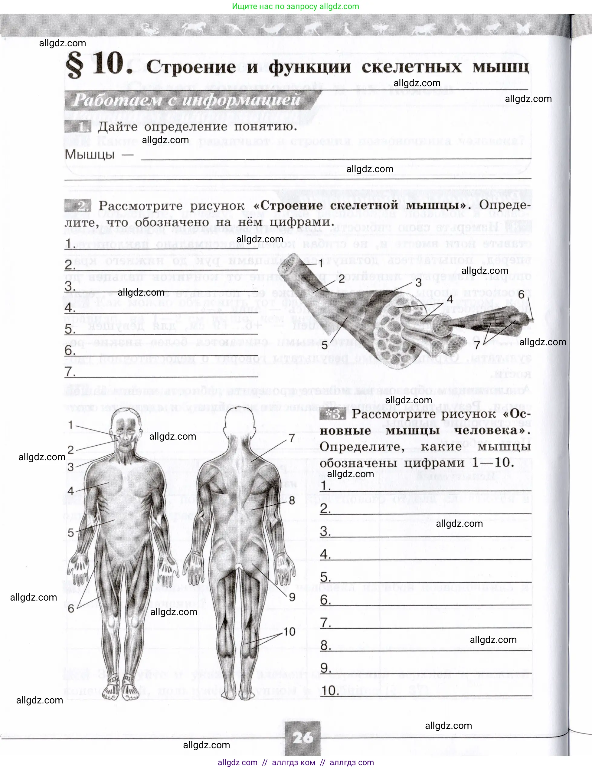 Биология, 8 класс рабочая тетрадь, авторы: Пасечник Владимир Васильевич, Швецов Глеб Геннадьевич, издательство Просвещение, Москва, 2019, страница 26
