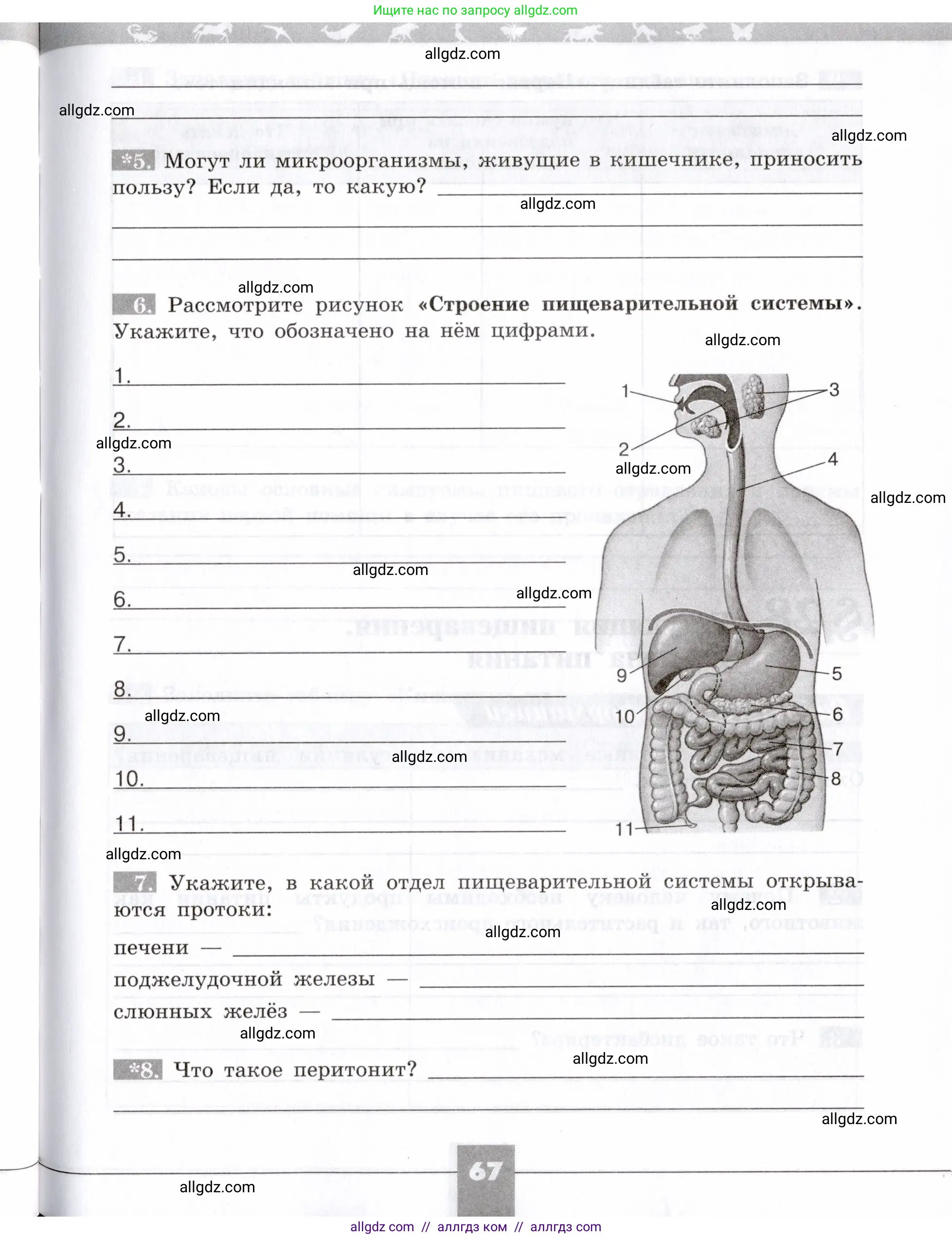 Биология, 8 класс рабочая тетрадь, авторы: Пасечник Владимир Васильевич, Швецов Глеб Геннадьевич, издательство Просвещение, Москва, 2019, страница 67