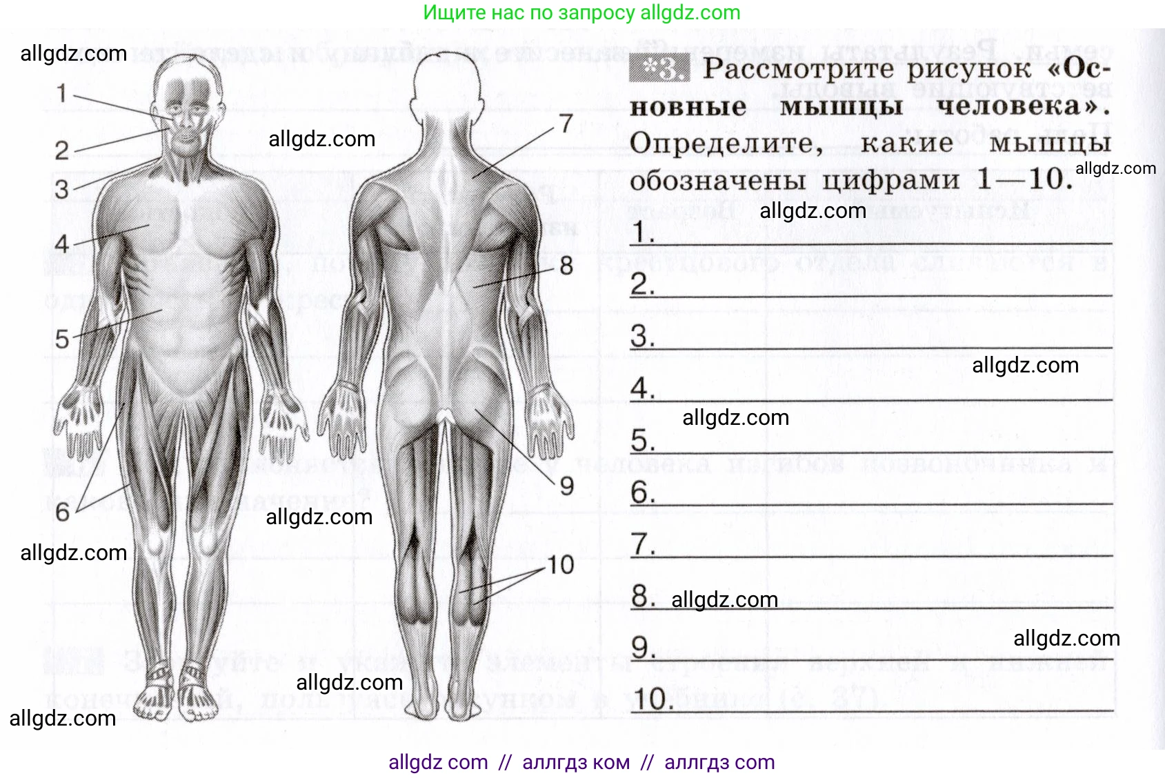 Биология, 8 класс рабочая тетрадь, авторы: Пасечник Владимир Васильевич, Швецов Глеб Геннадьевич, издательство Просвещение, Москва, 2019, страница 26, номер 3, Условие