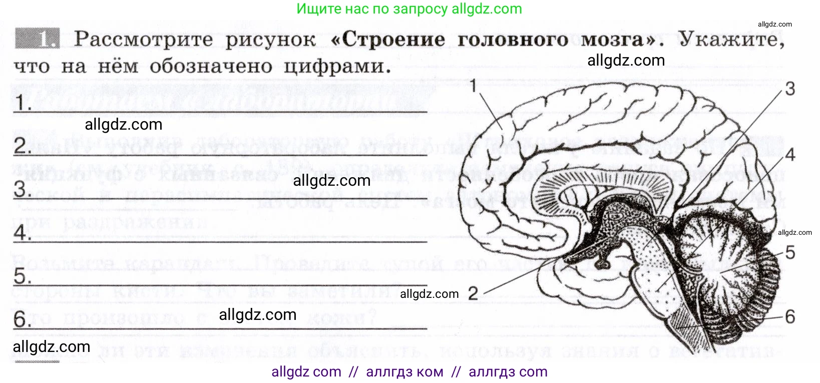 Биология, 8 класс рабочая тетрадь, авторы: Пасечник Владимир Васильевич, Швецов Глеб Геннадьевич, издательство Просвещение, Москва, 2019, страница 101, номер 1, Условие